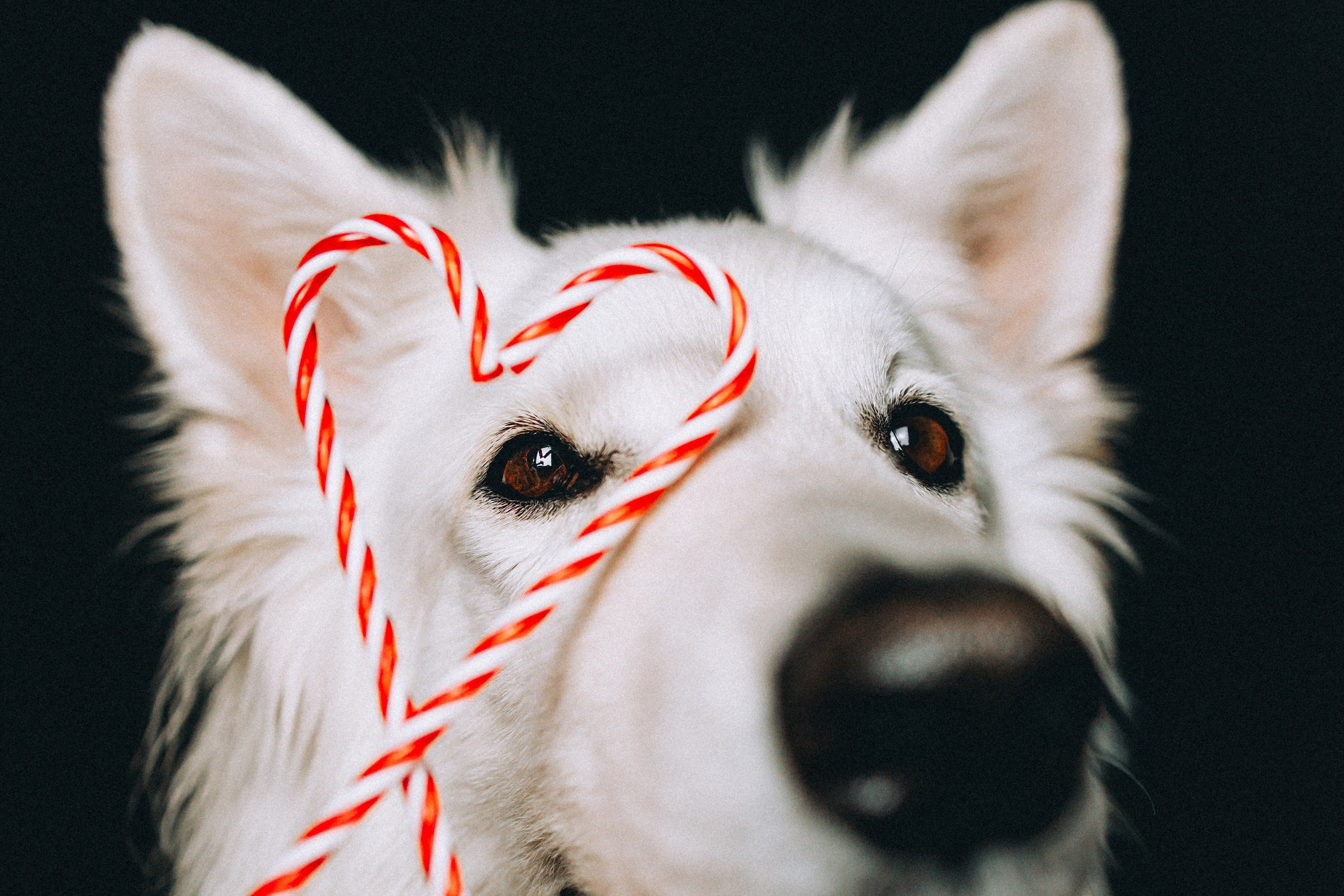 Джек, Бет и Кову