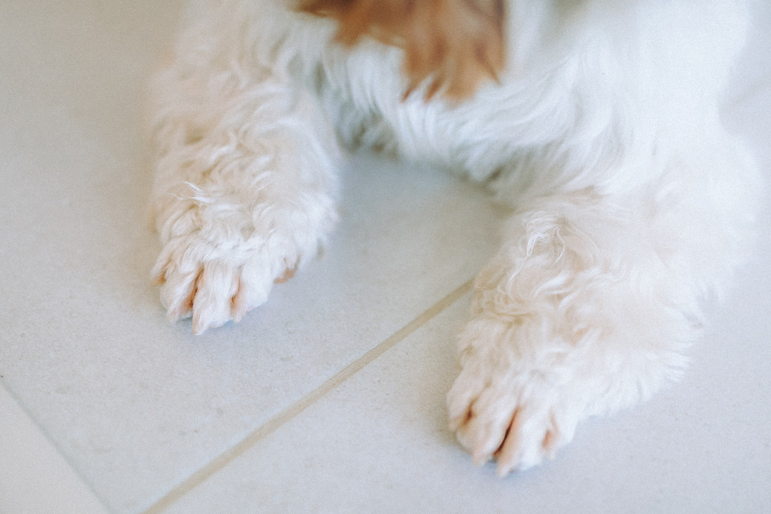 День Рождения Шу