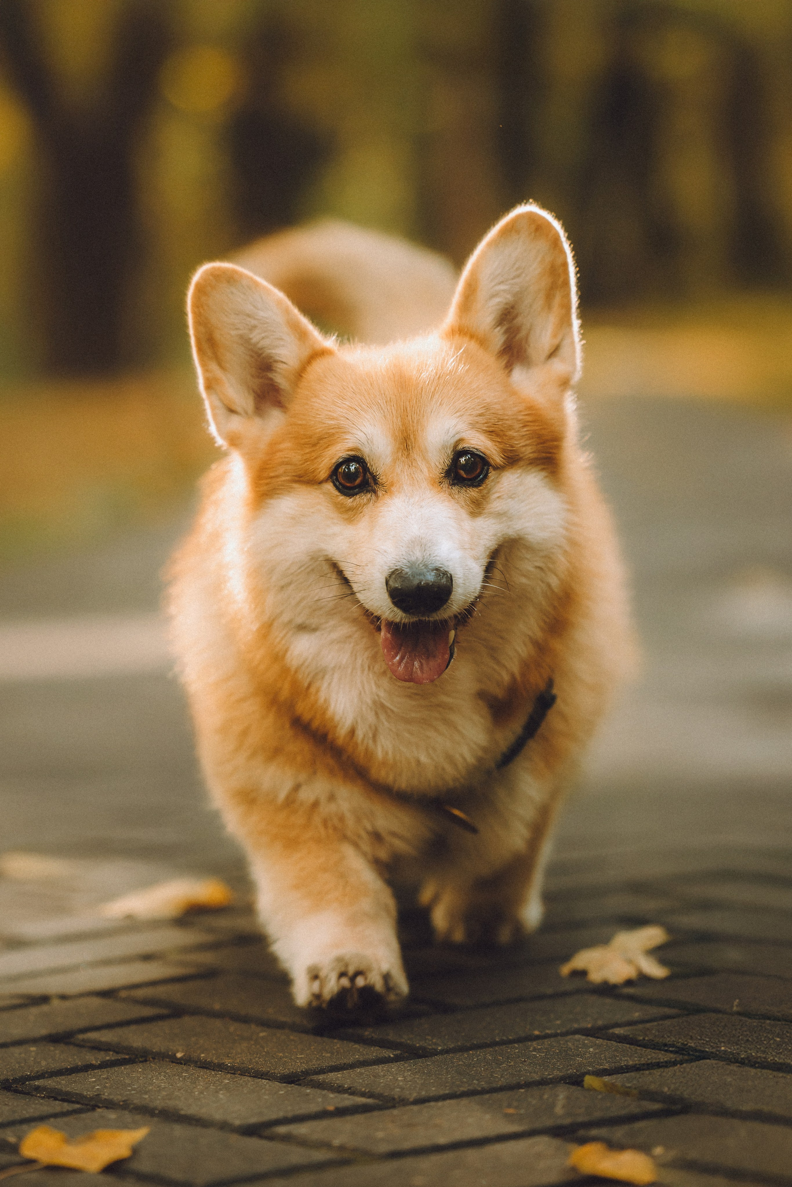 Аня, Максим и Филя