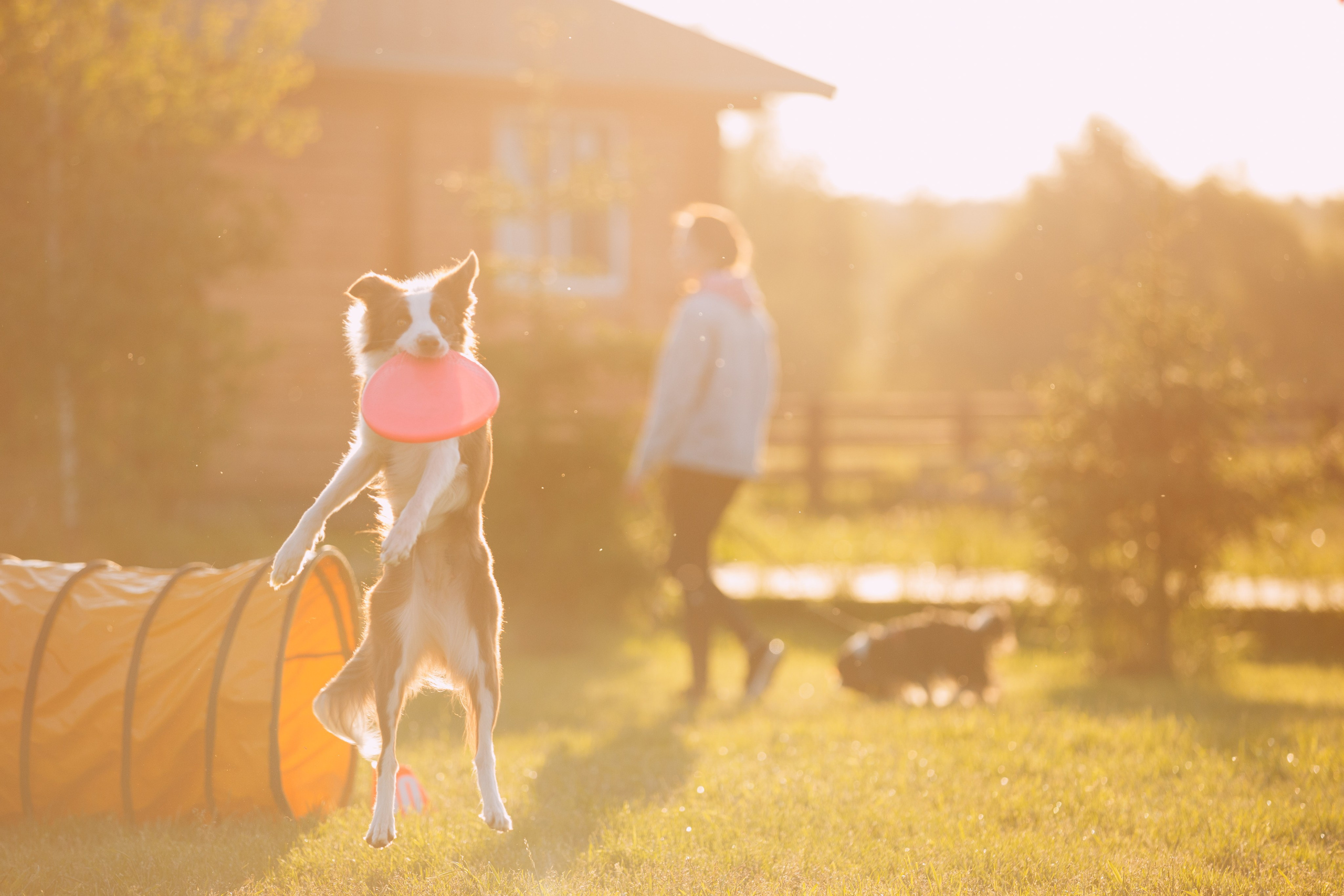 Кинологический лагерь в Горыныче. Фотограф анималист Кристина Карпова, Москва