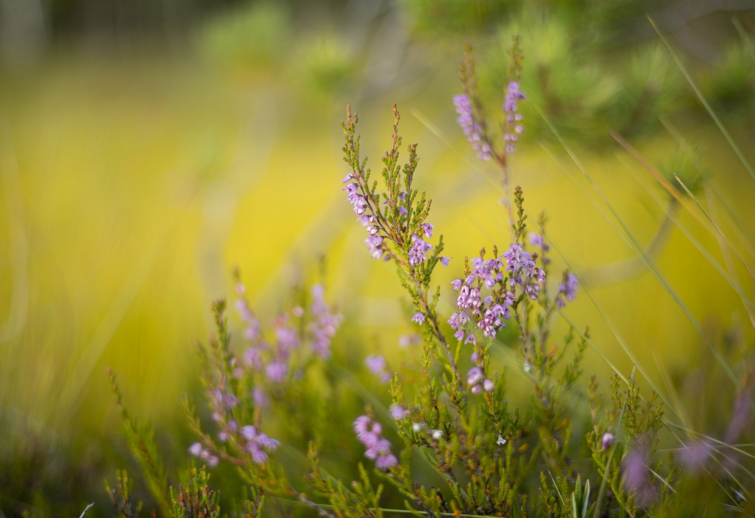 Карельский Перешеек. Фотограф Владимир Медведев