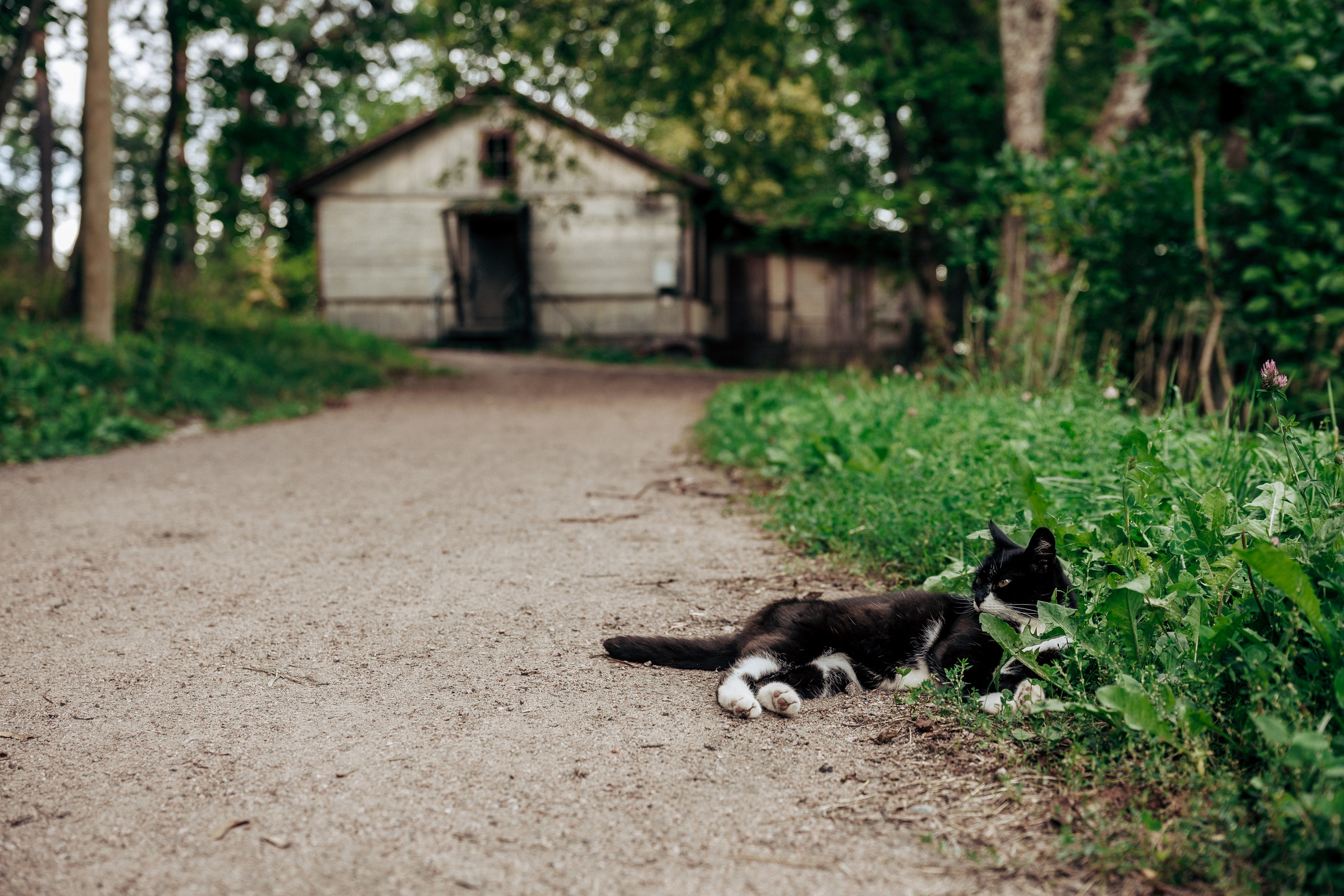Фотосессия в лесу. Профессиональный фотограф в Санкт-Петербурге Александр Волосенцев