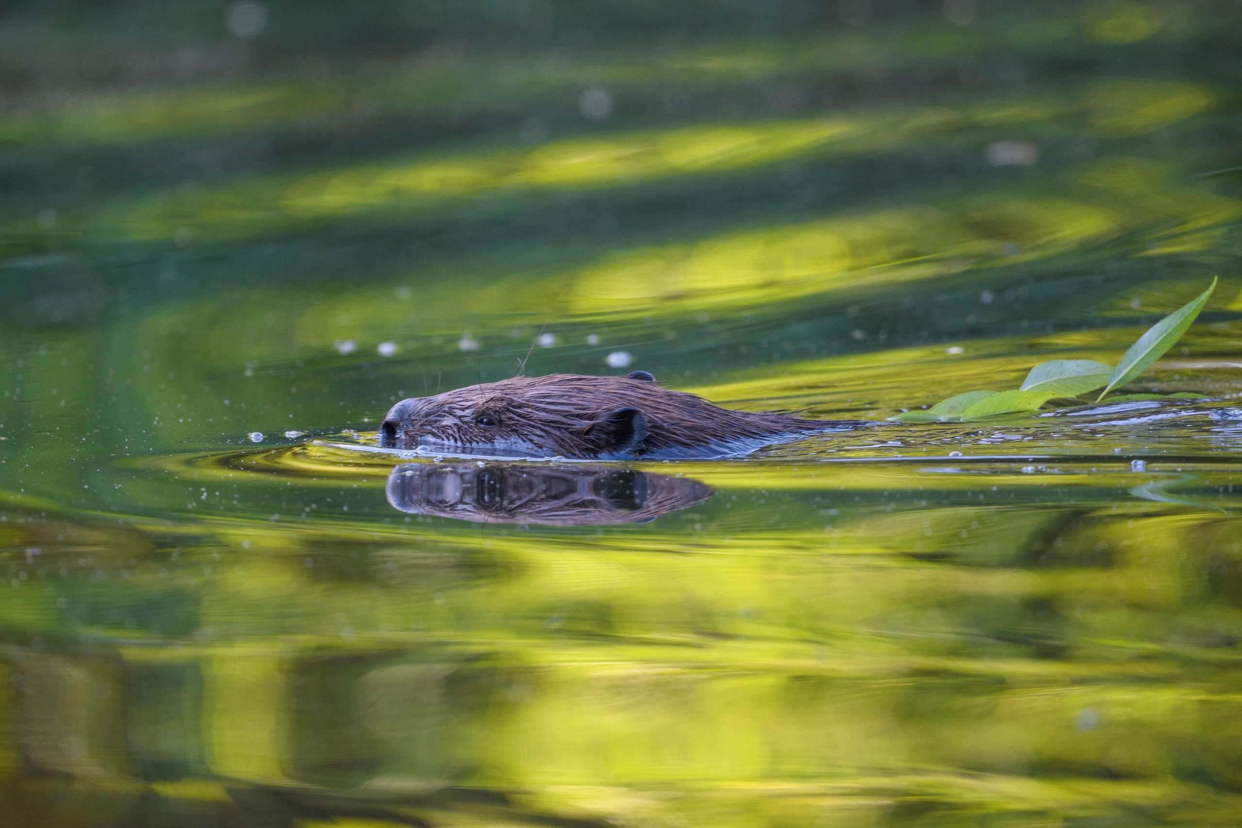 Переславль-Залесский. Wildlife photography by Sergey Puponin
