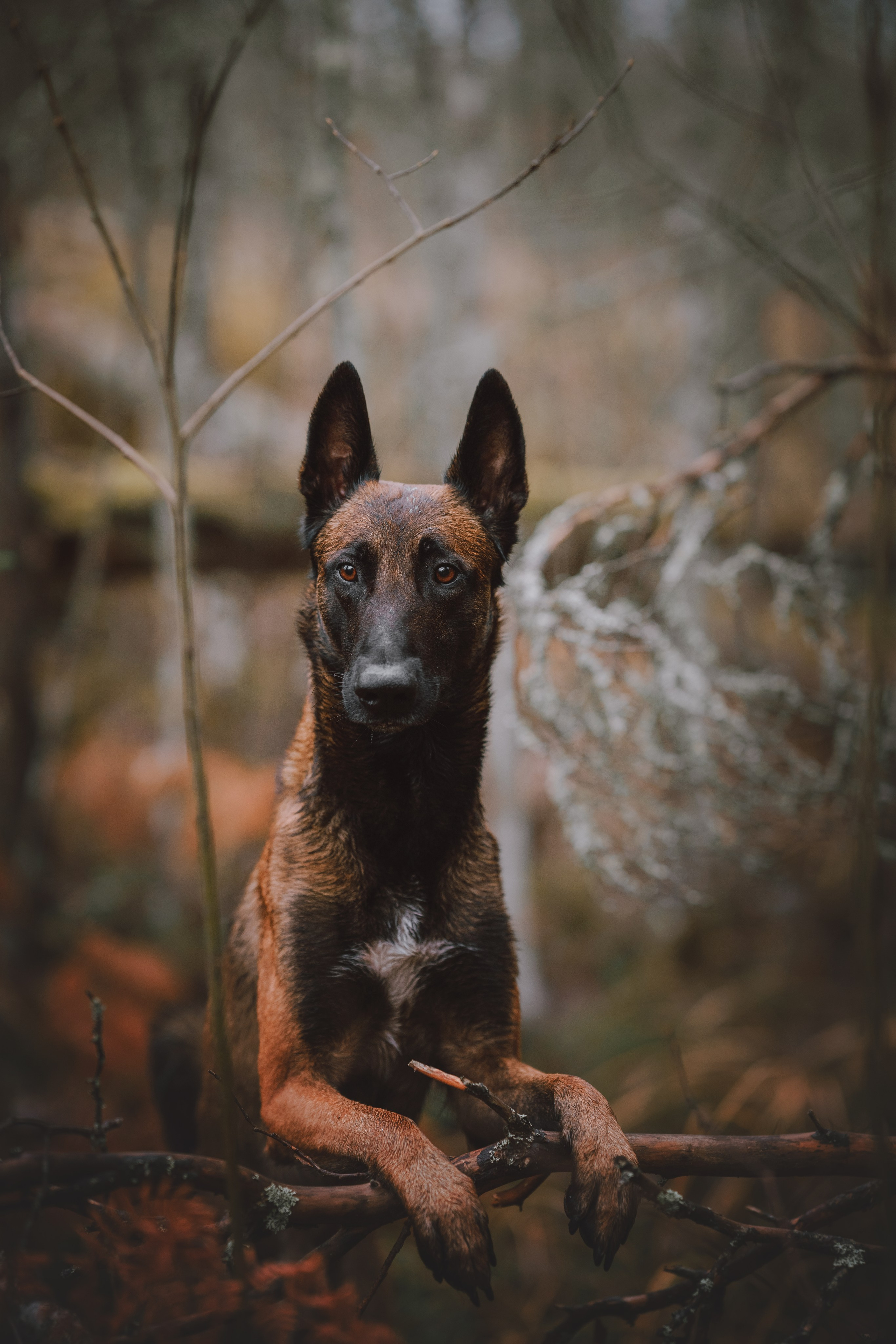 Раш. Фотограф анималист Осипчикова Мария