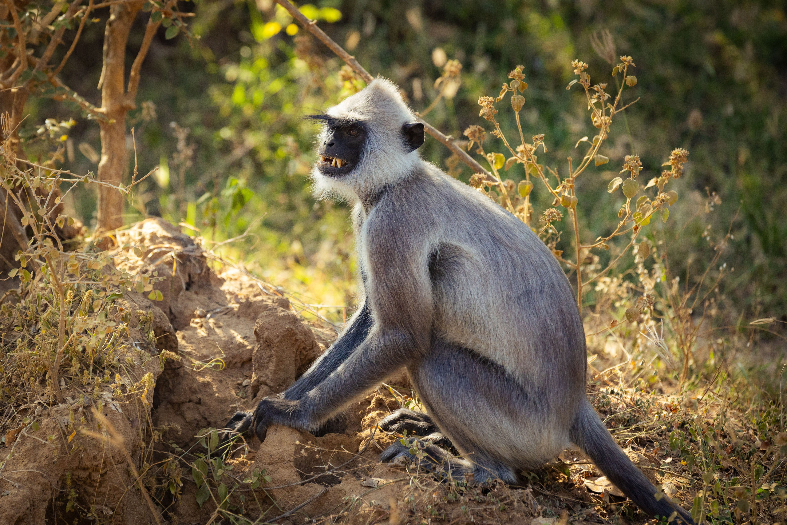 Шри-Ланка (весна 2024). Фотограф Виноградов Константин