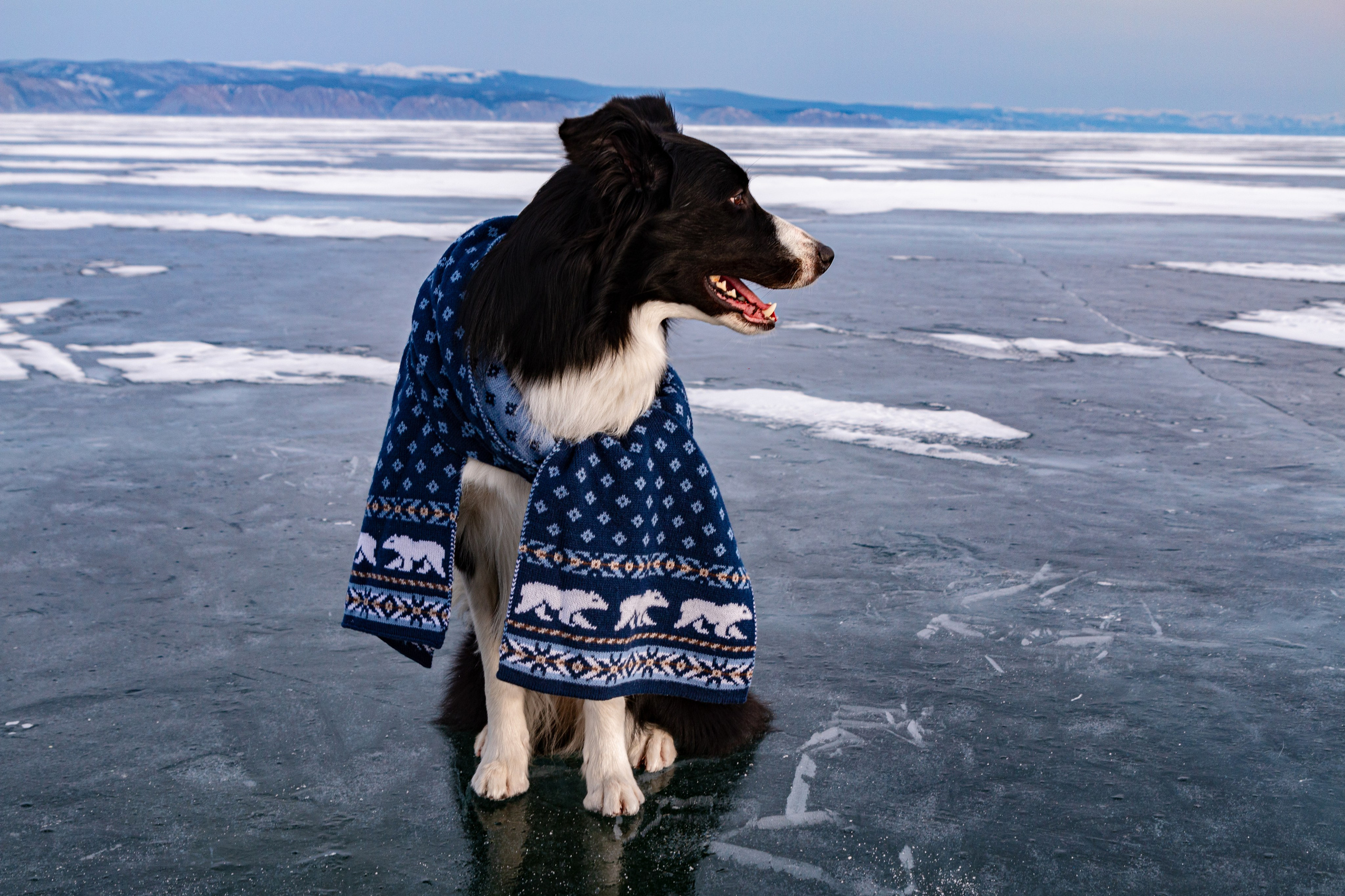Фотосъёмка животных. Предметный и репортажный фотограф Алексей Кротов