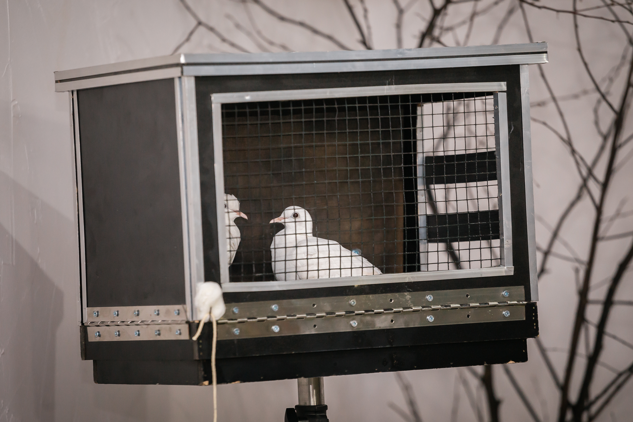 Вечер магии с Алексеем Хаотом. Фотографиня Мария Дикова