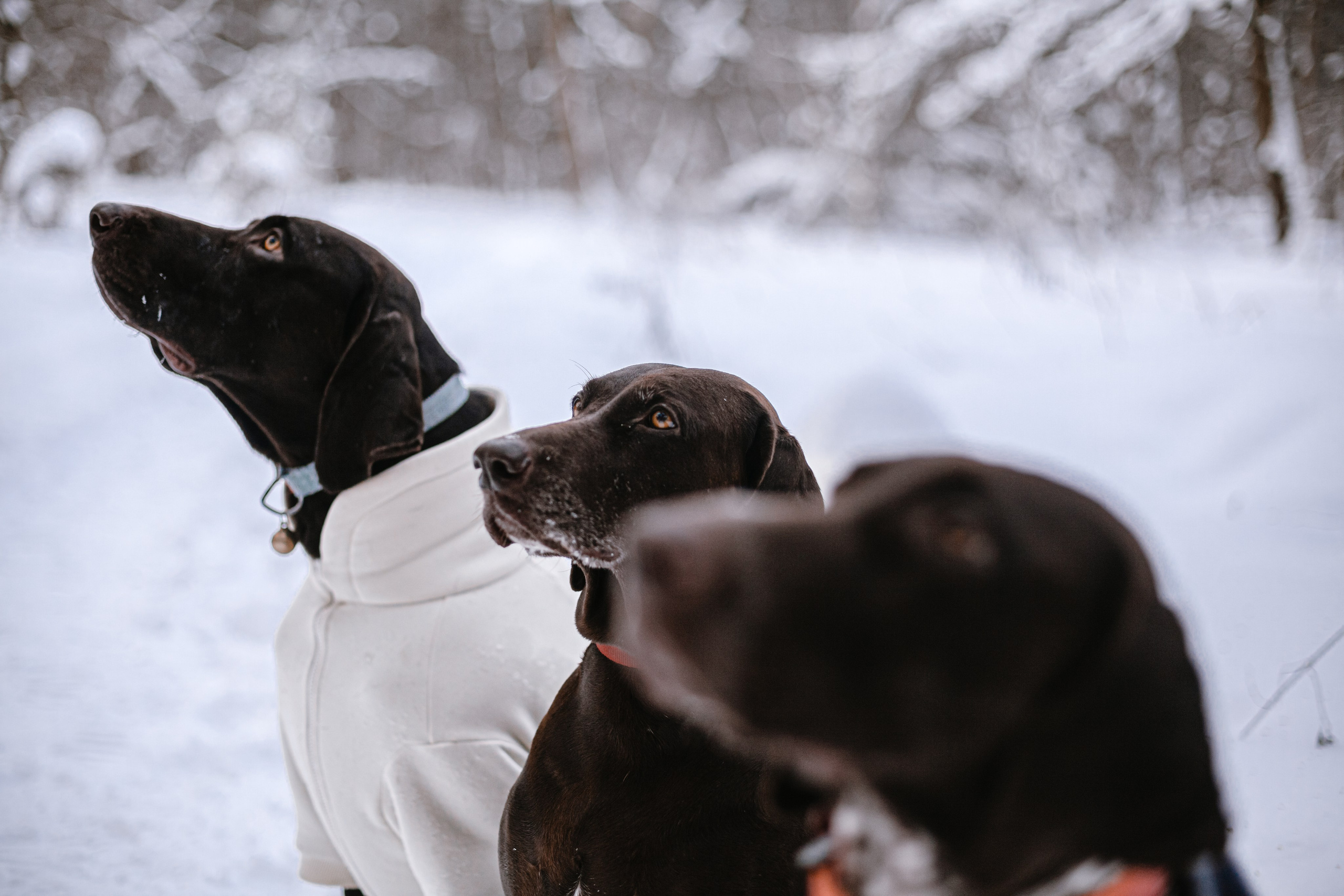 Фотограф-анималист Татьяна Степанова