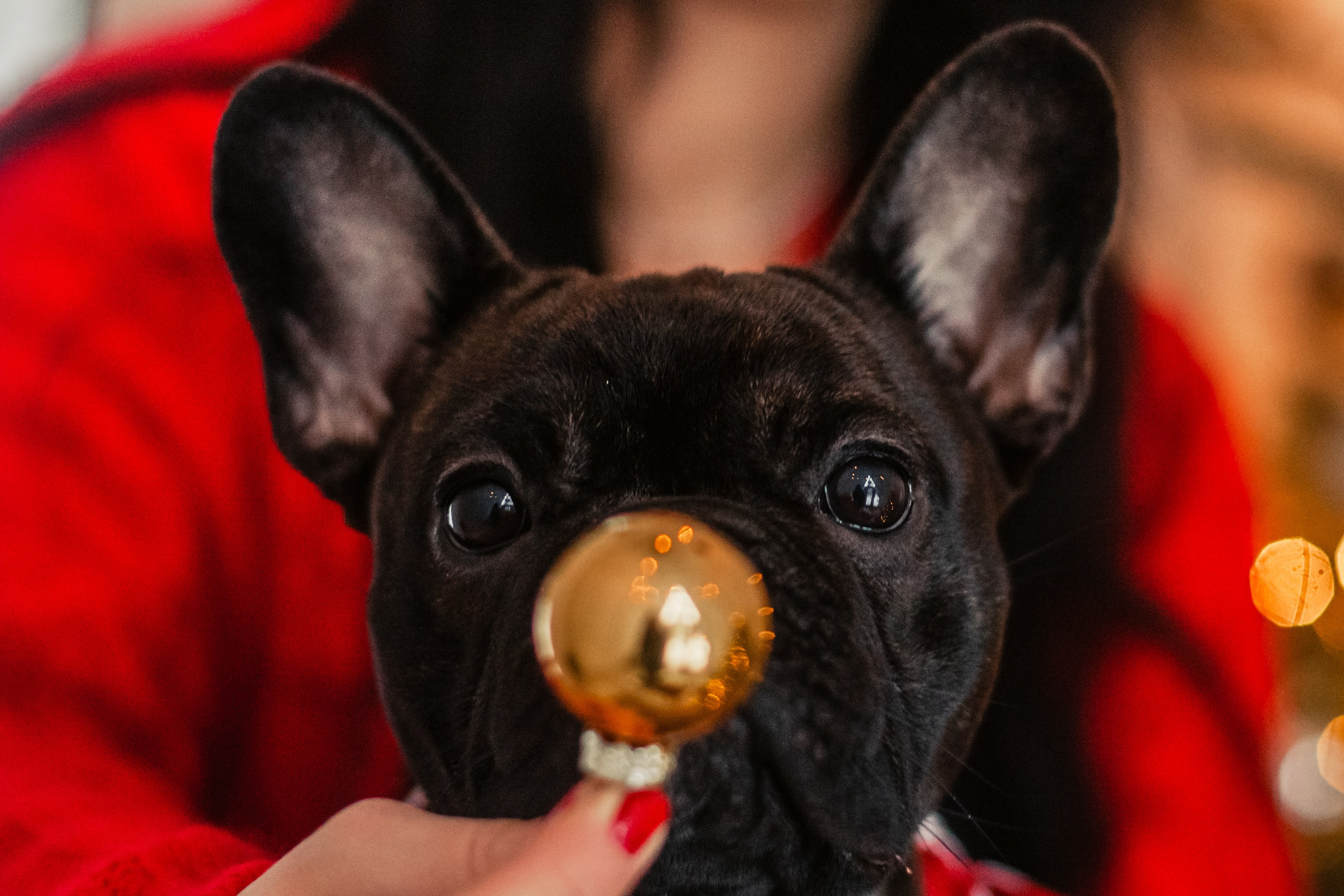 Кантри Хаус. Фотограф-анималист Татьяна Степанова