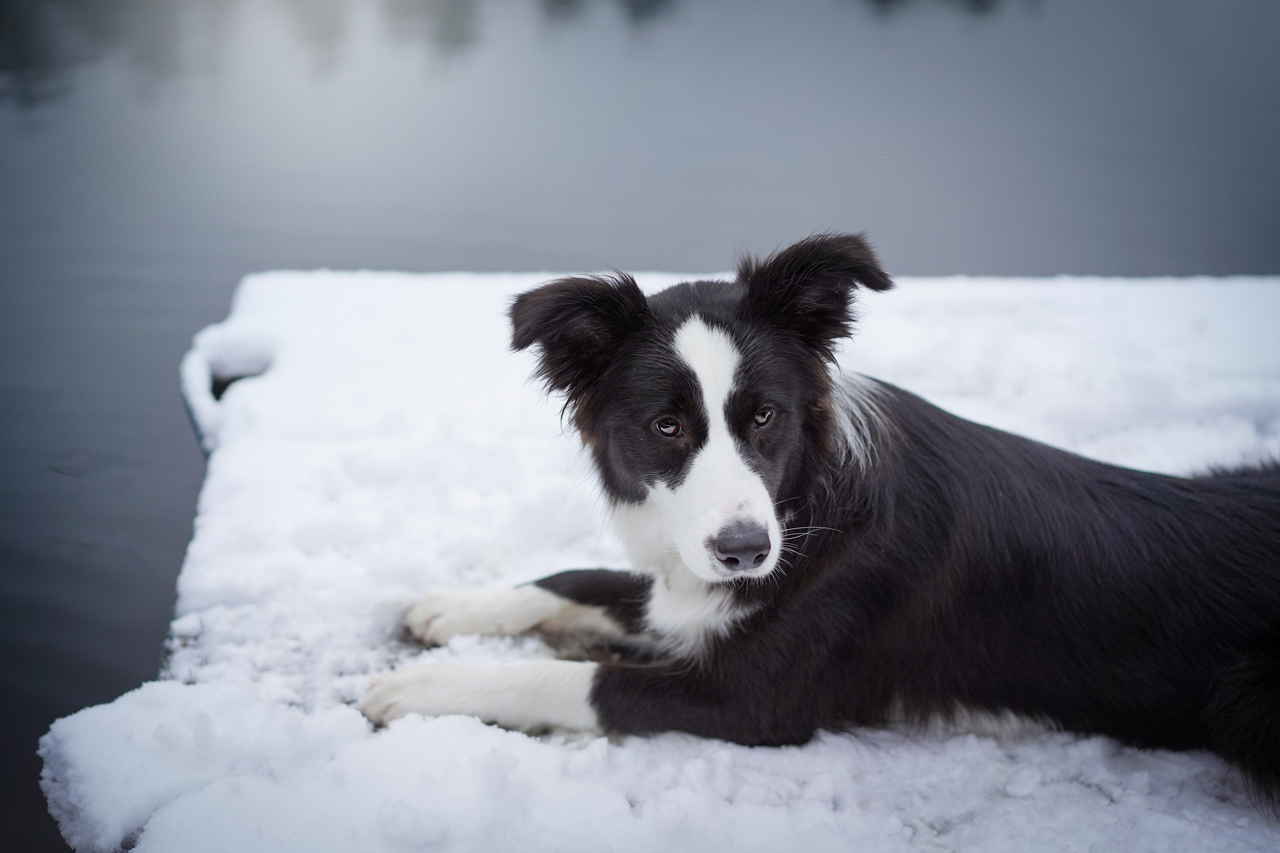 Юлия и Груша. Фотограф-анималист в Санкт-Петербурге Яна Мартынова