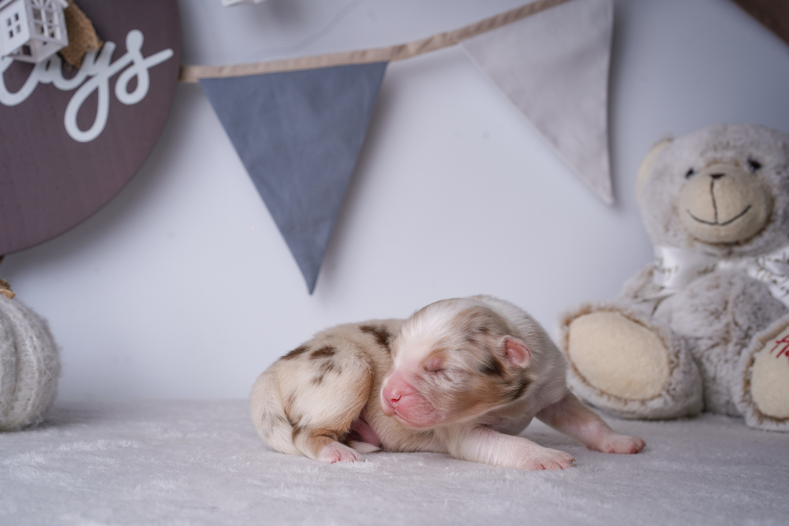 Щенули аусси. Фотограф-анималист в Санкт-Петербурге Яна Мартынова