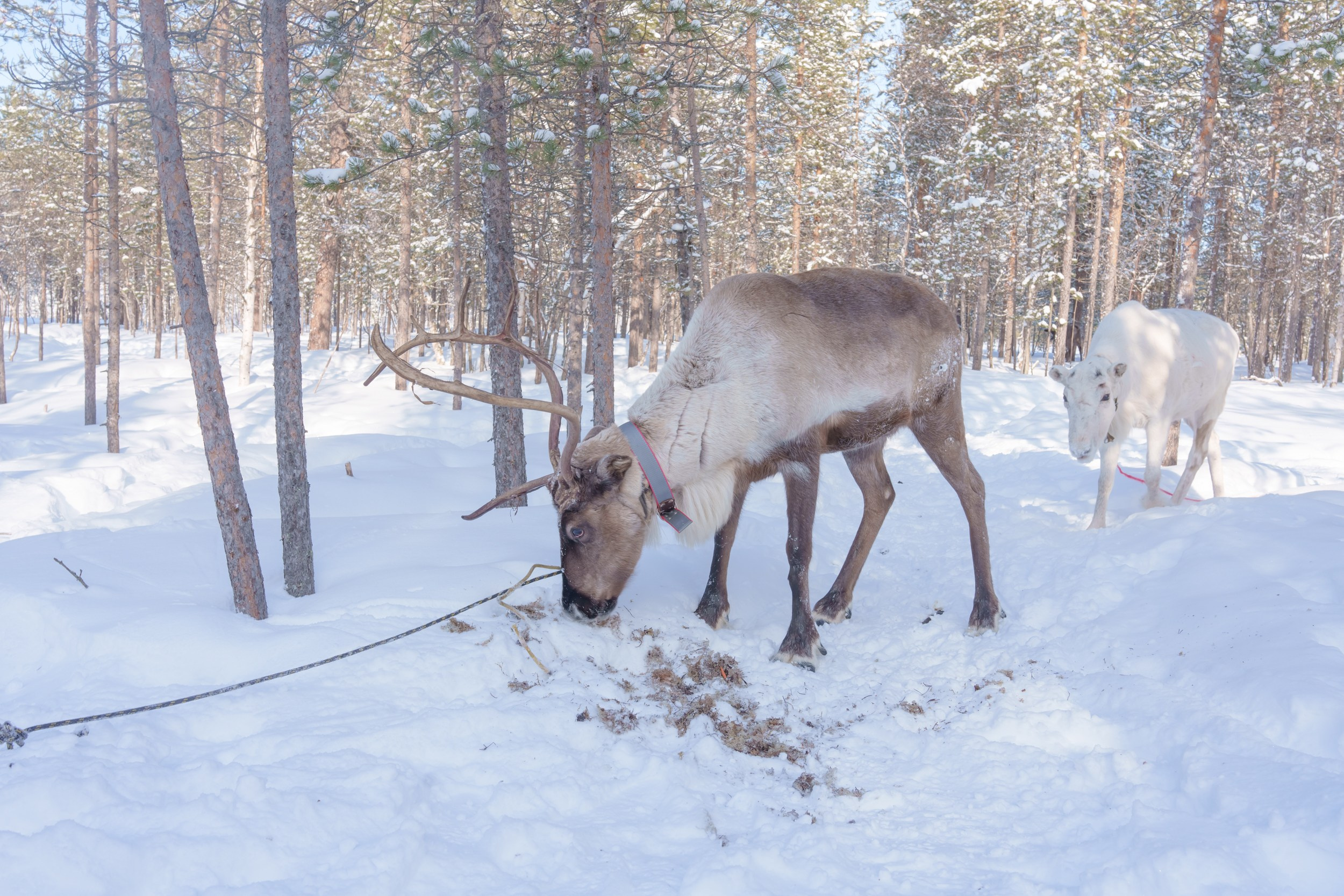 Олени в саамской деревне