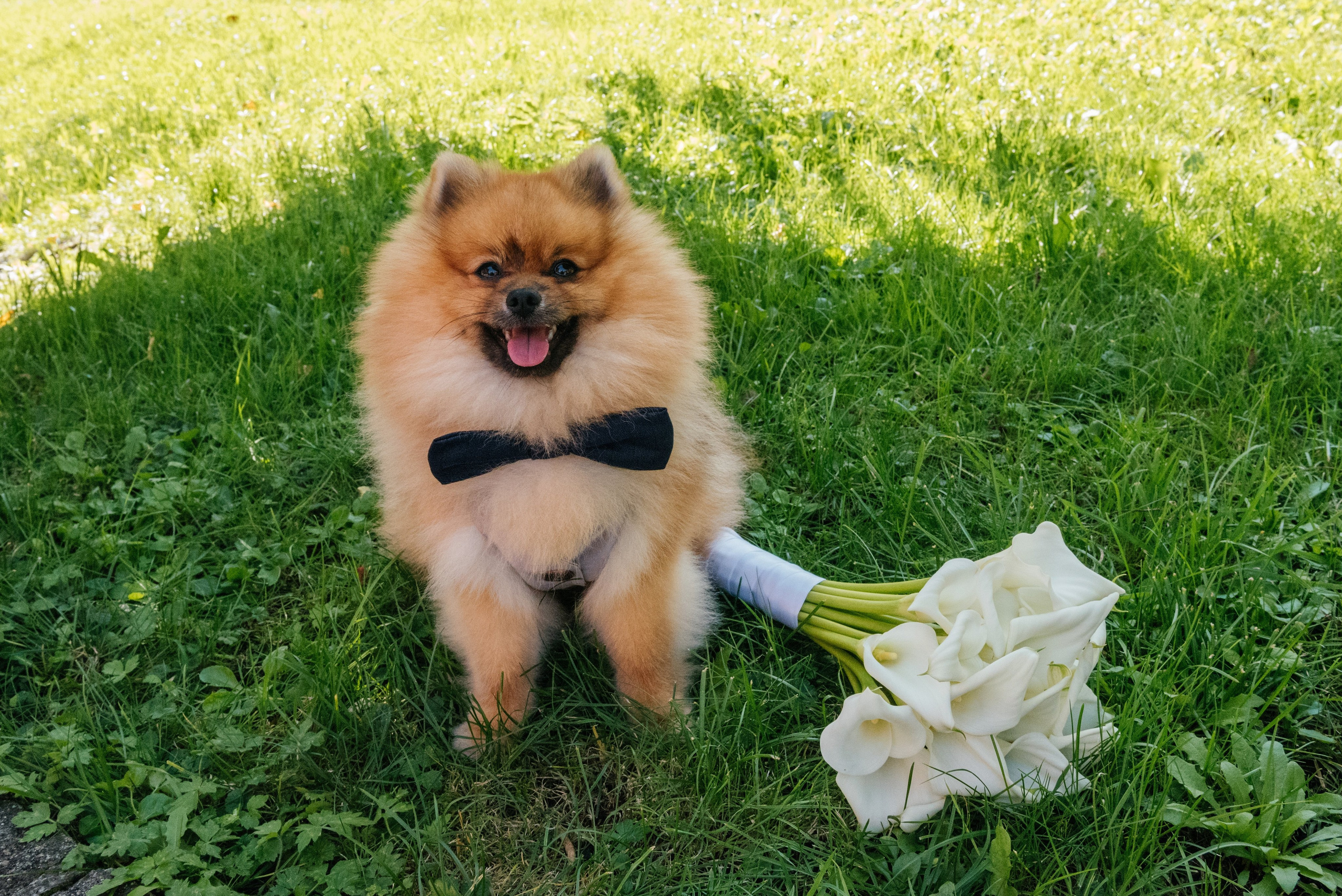 Анна & Сергей (Бауэн, Швейцария). Фотограф в Швейцарии и Европе Анна Алексеенко