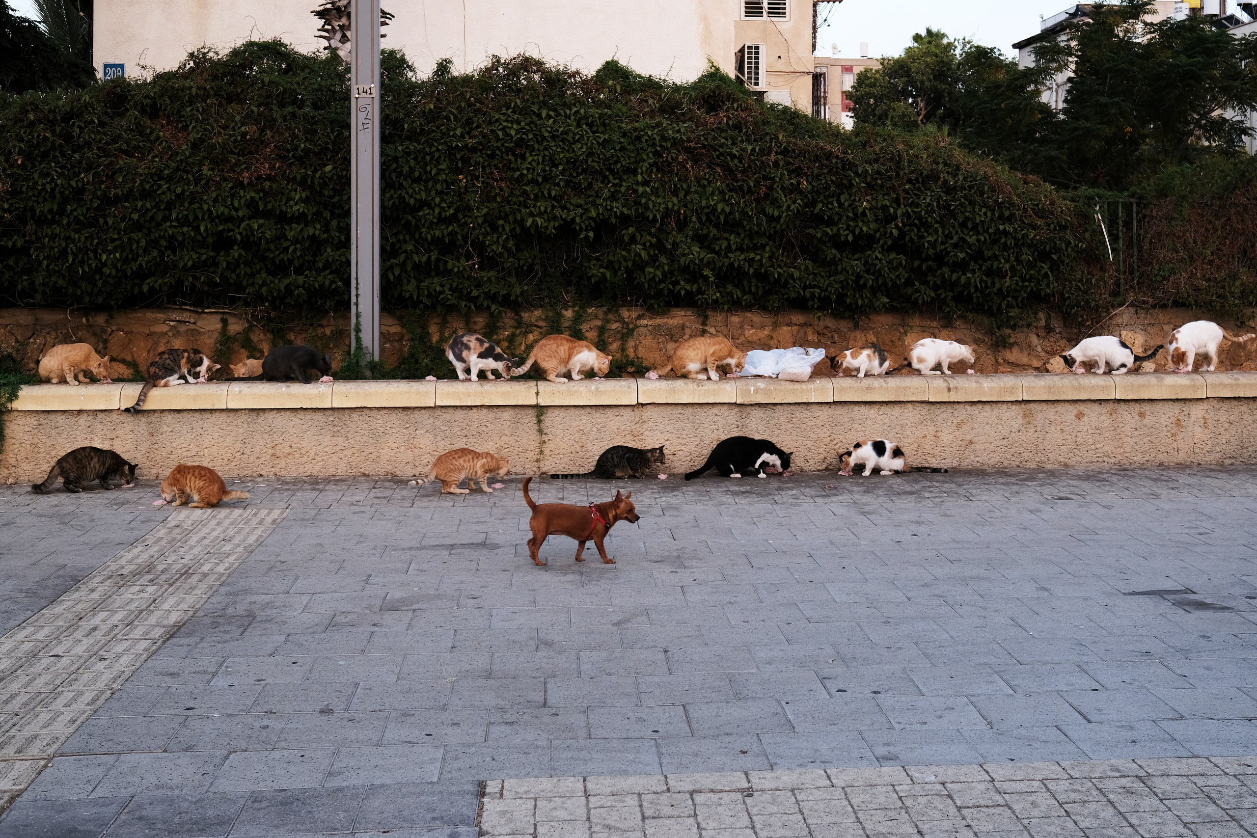 Фотографии Тель-Авива | Филипп Линзин. Репортажный и портретный фотограф в Санкт-Петербурге Филипп Линзин
