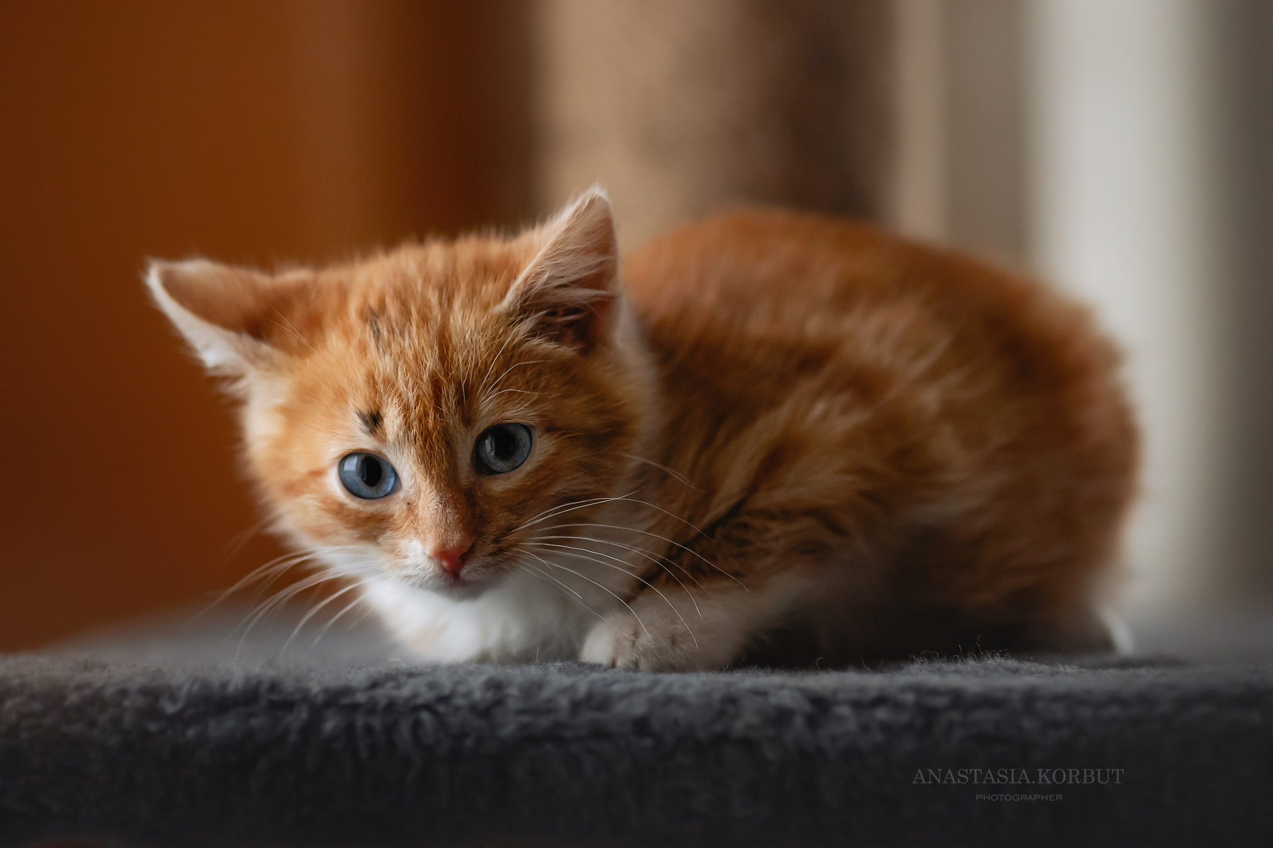 Котята в добрые руки. Арт фотограф в Минске Анастасия Корбут