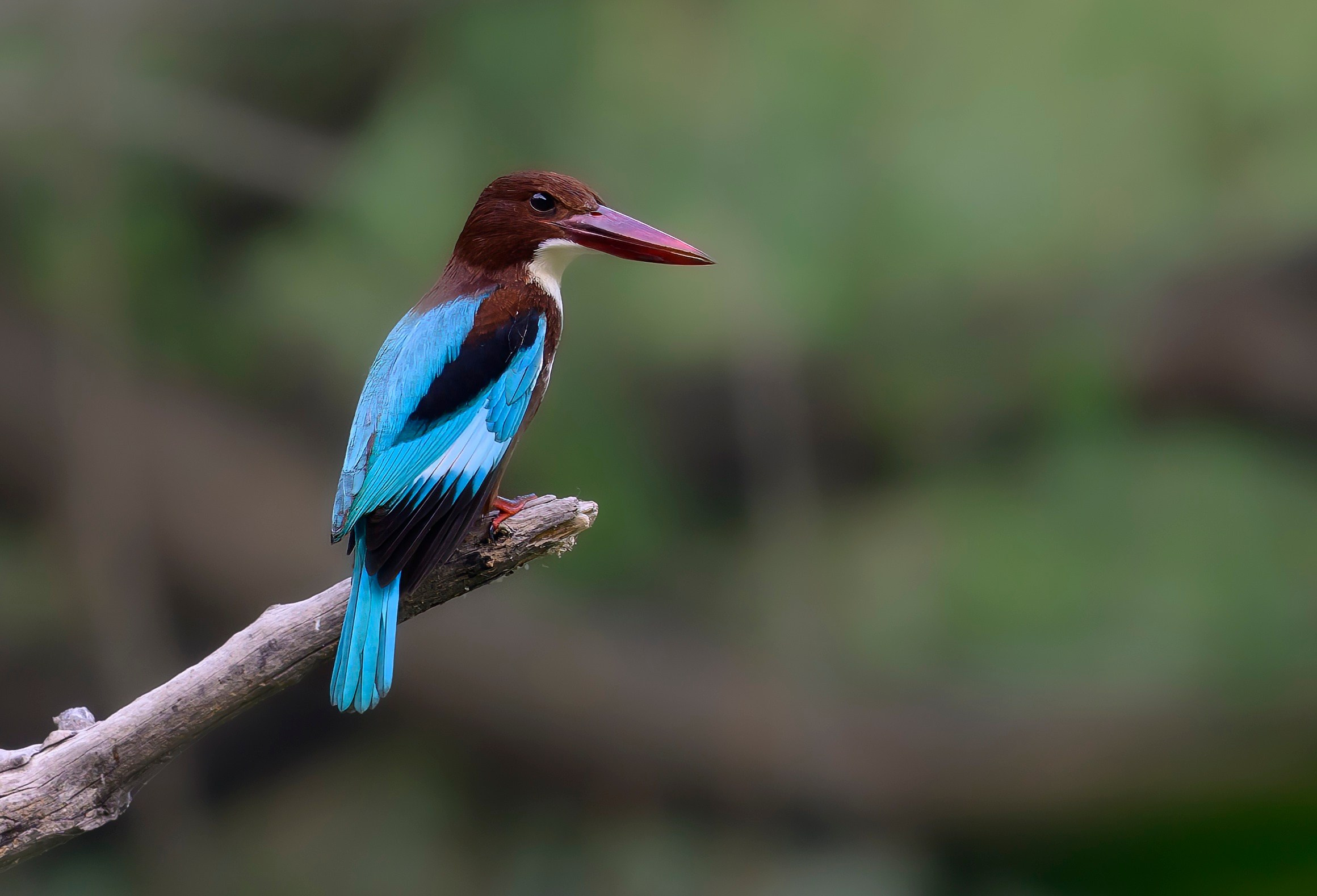 Раджастан, Индия. Wildlife photography by Sergey Puponin