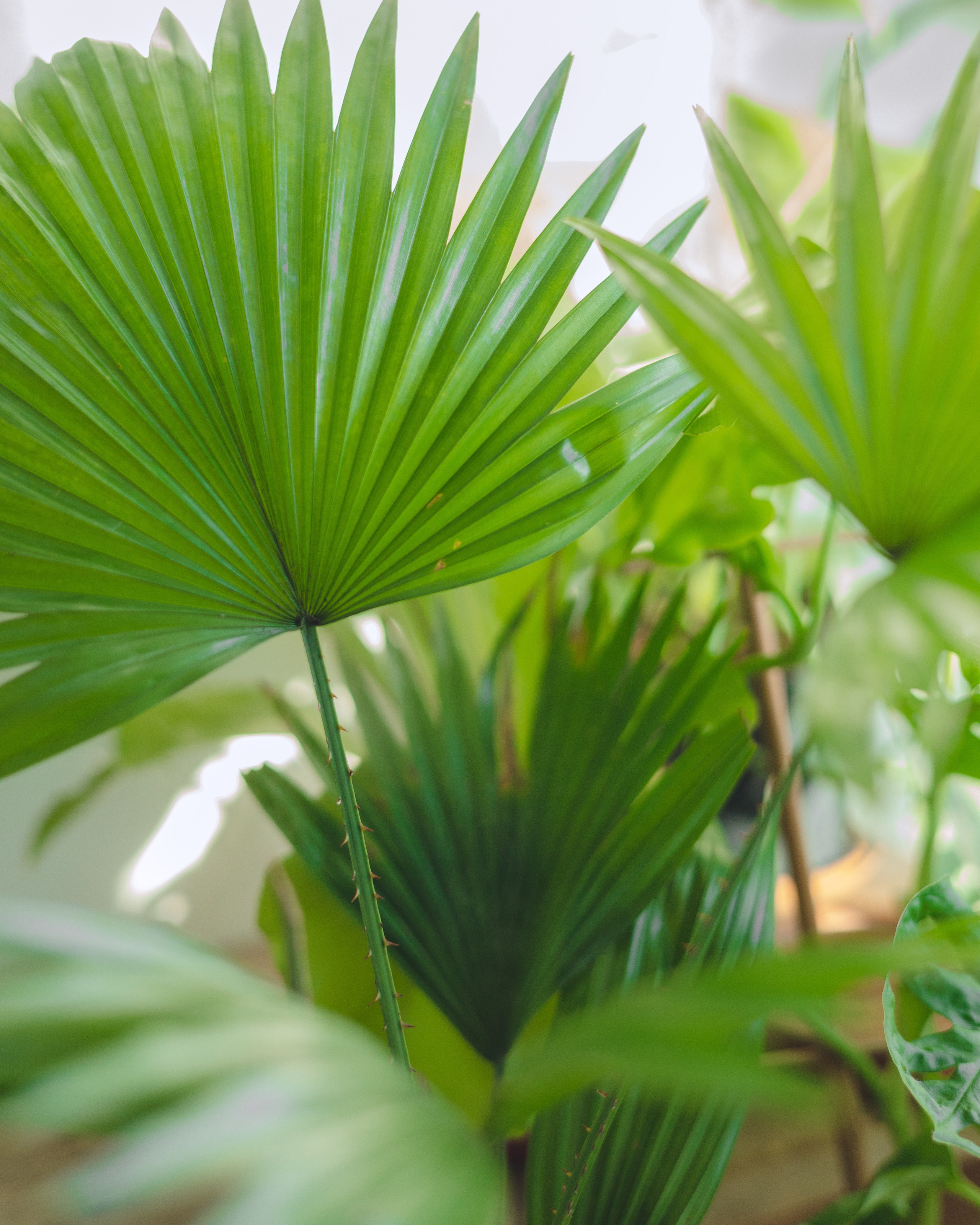 Предметная съемка для бизнеса. Фотограф в Санкт-Петербурге Осокина Елизавета