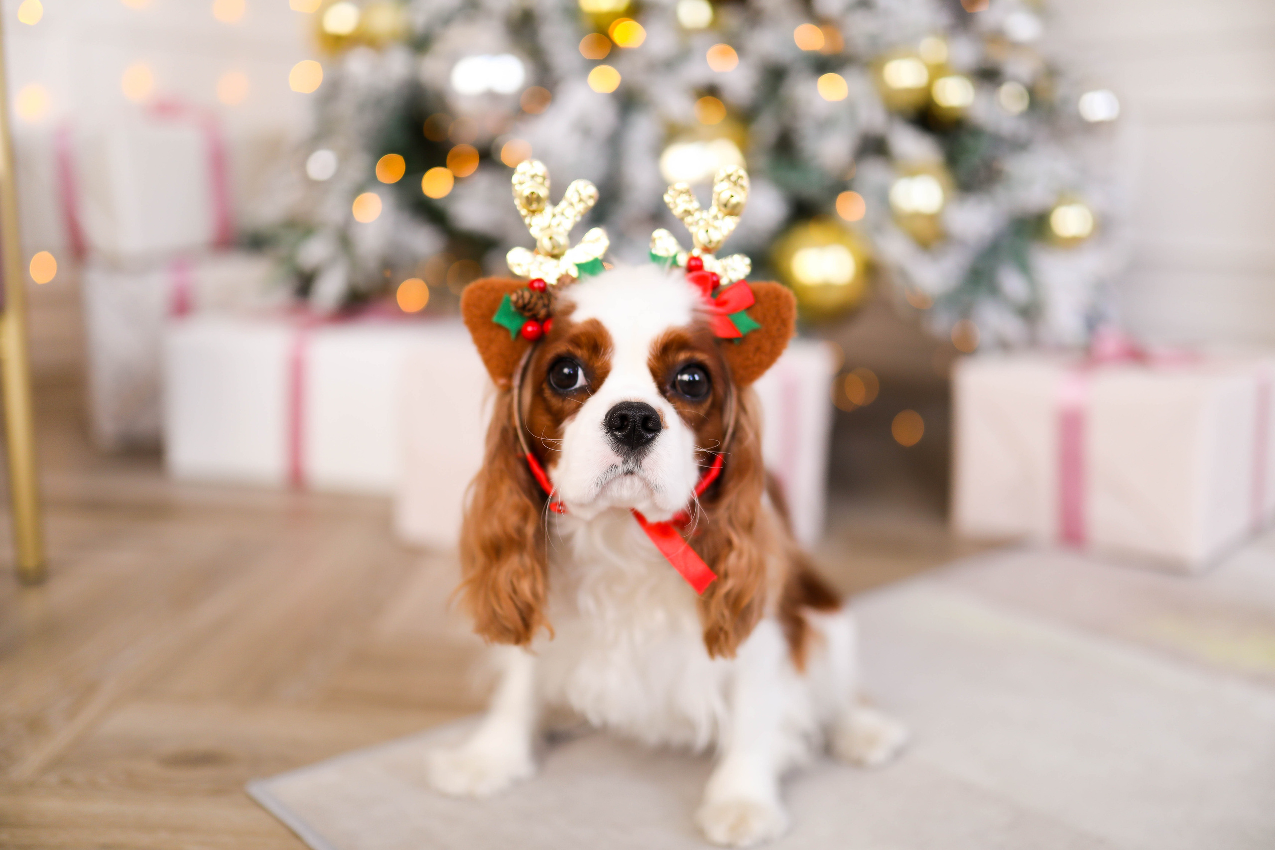 Наша Семья 2021. ФОТОГРАФ ХАБАРОВСК АНАСТАСИЯ РАЧЕНКОВА