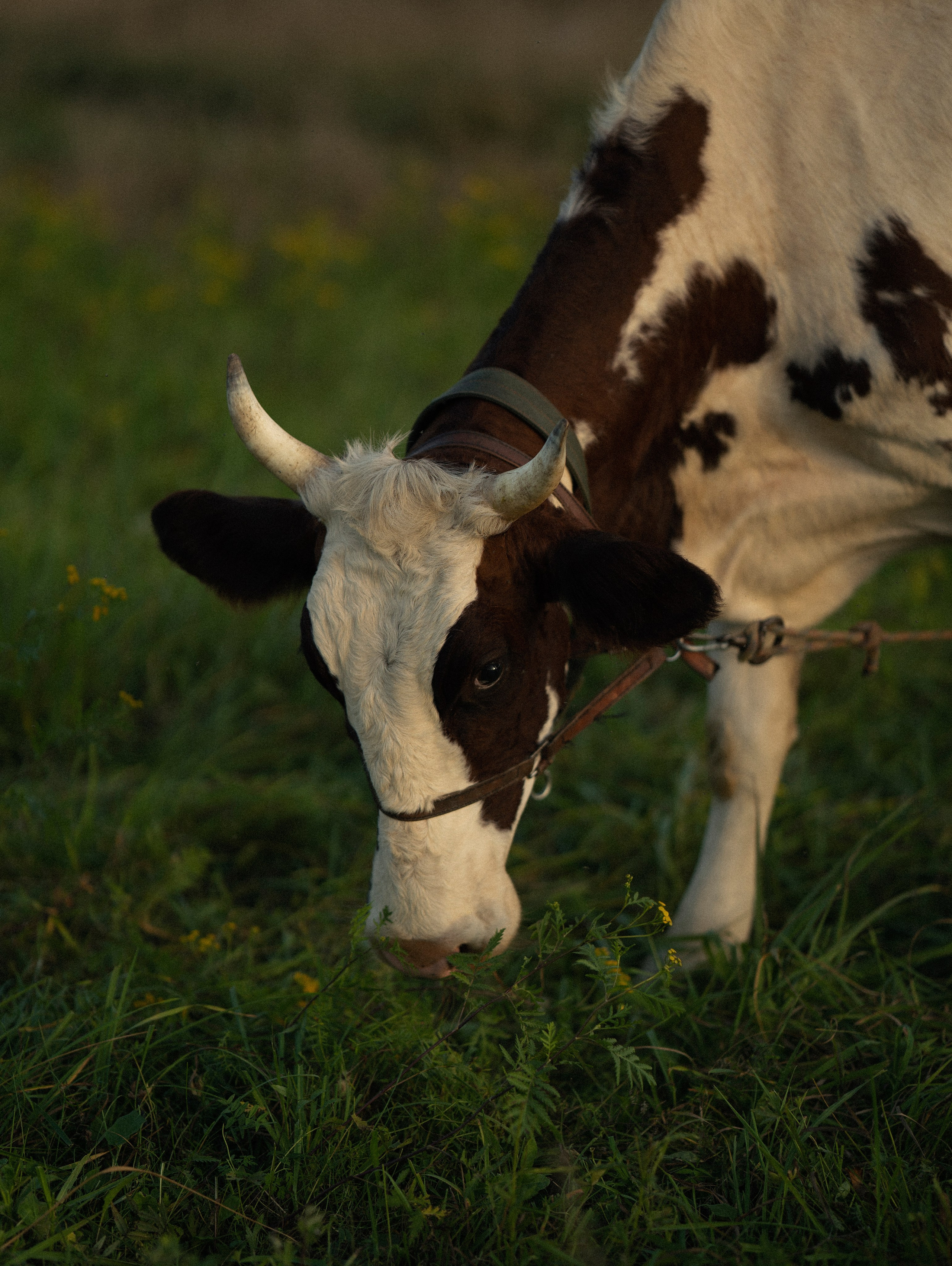 Anastasia. Гасанова Алина|Фотограф в Санкт-Петербурге
