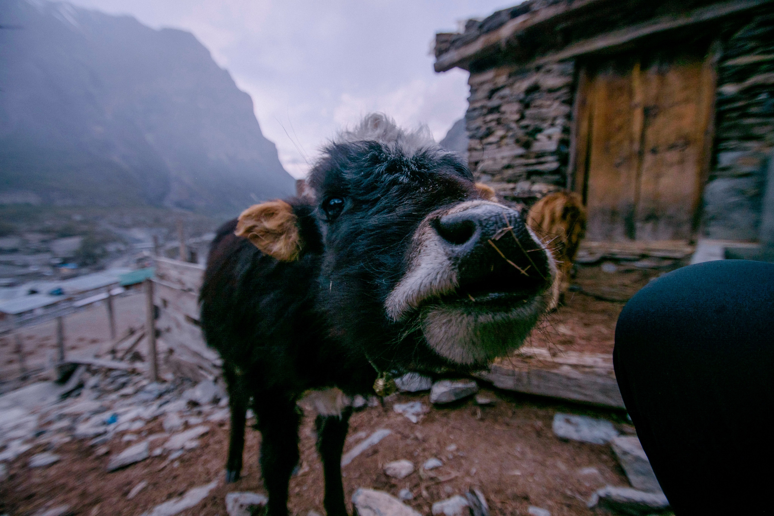 Annapurna trek. Iraogo