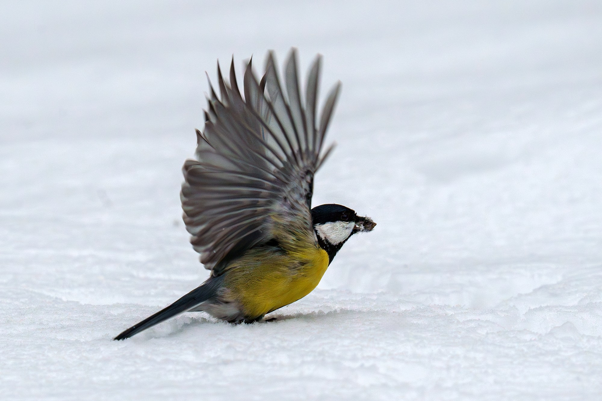 Удивительные мир птиц. Вокруг нас столько прекрасного — присмотритесь!. Ваш личный фотограф Марина Волкова