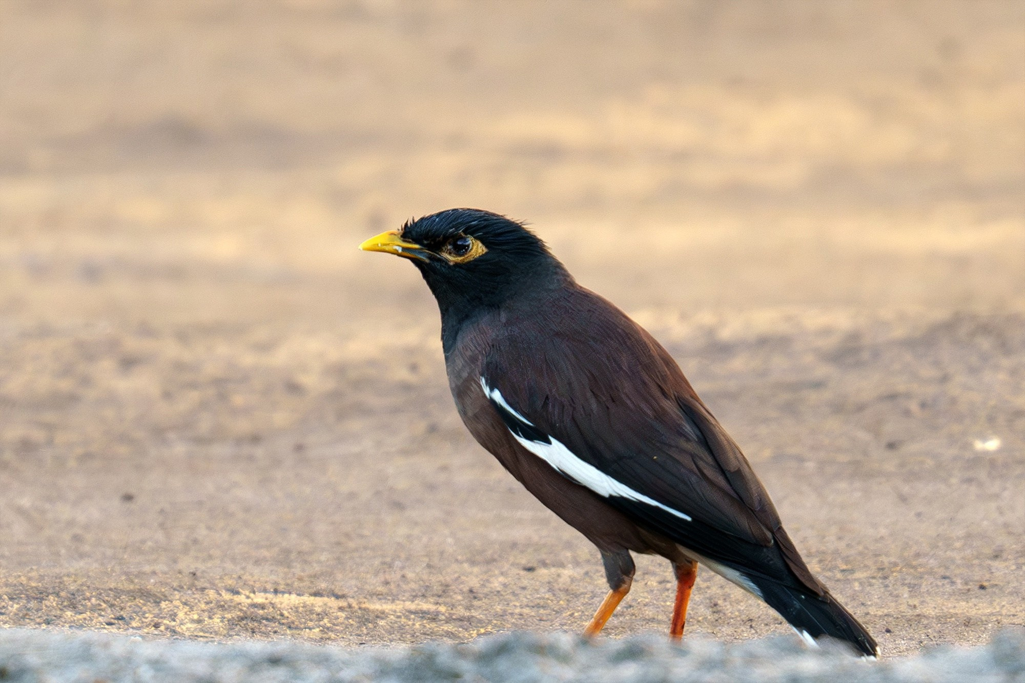 Удивительные мир птиц. Вокруг нас столько прекрасного — присмотритесь!. Ваш личный фотограф Марина Волкова