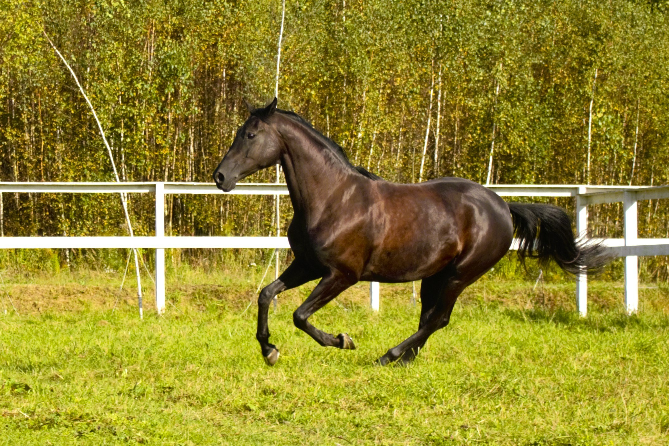 Фотографии лошадей. Фотограф в Москве Светлана Богначева