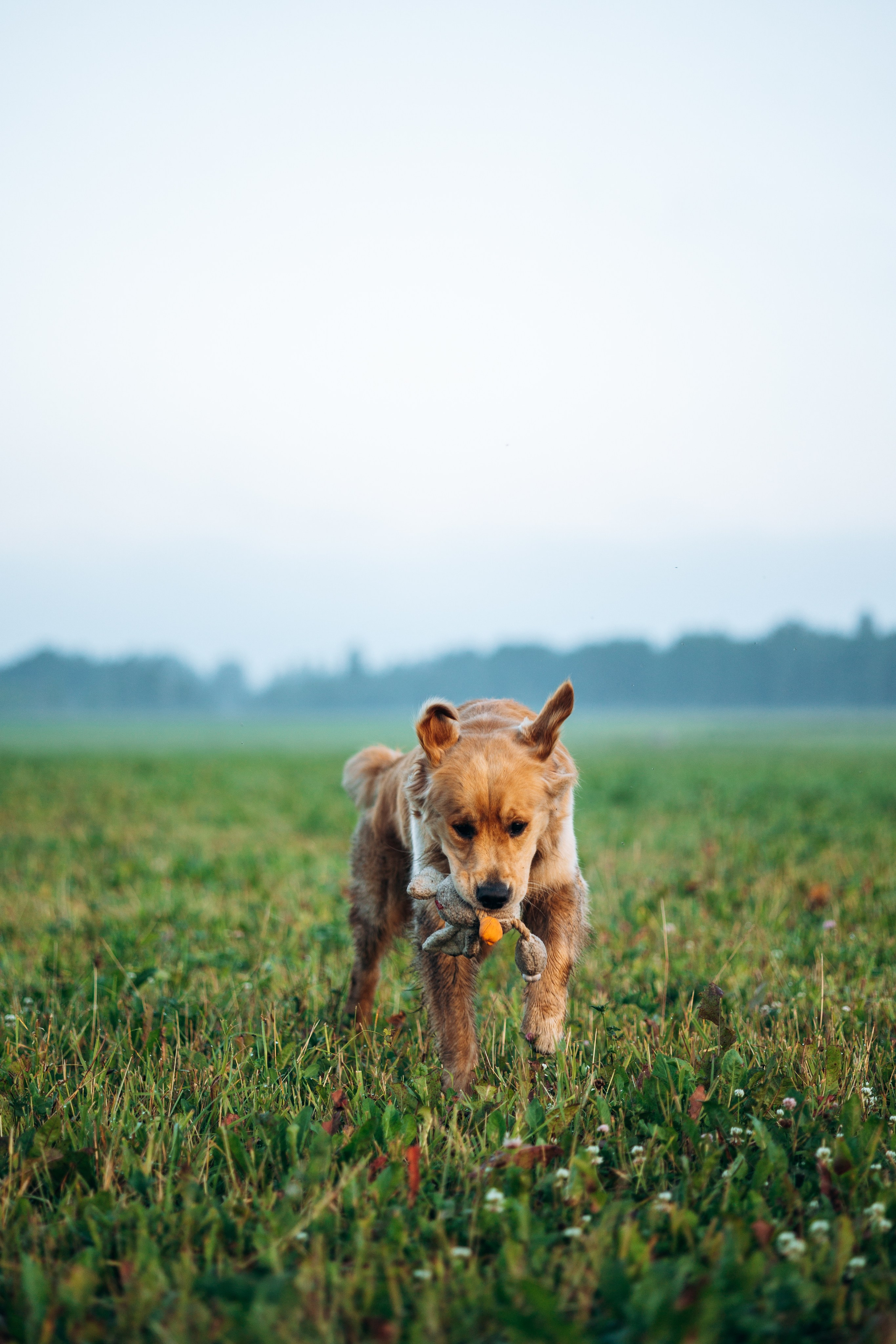 Аня и Ноллан. Фотограф — Анималист | Санкт-Петербург