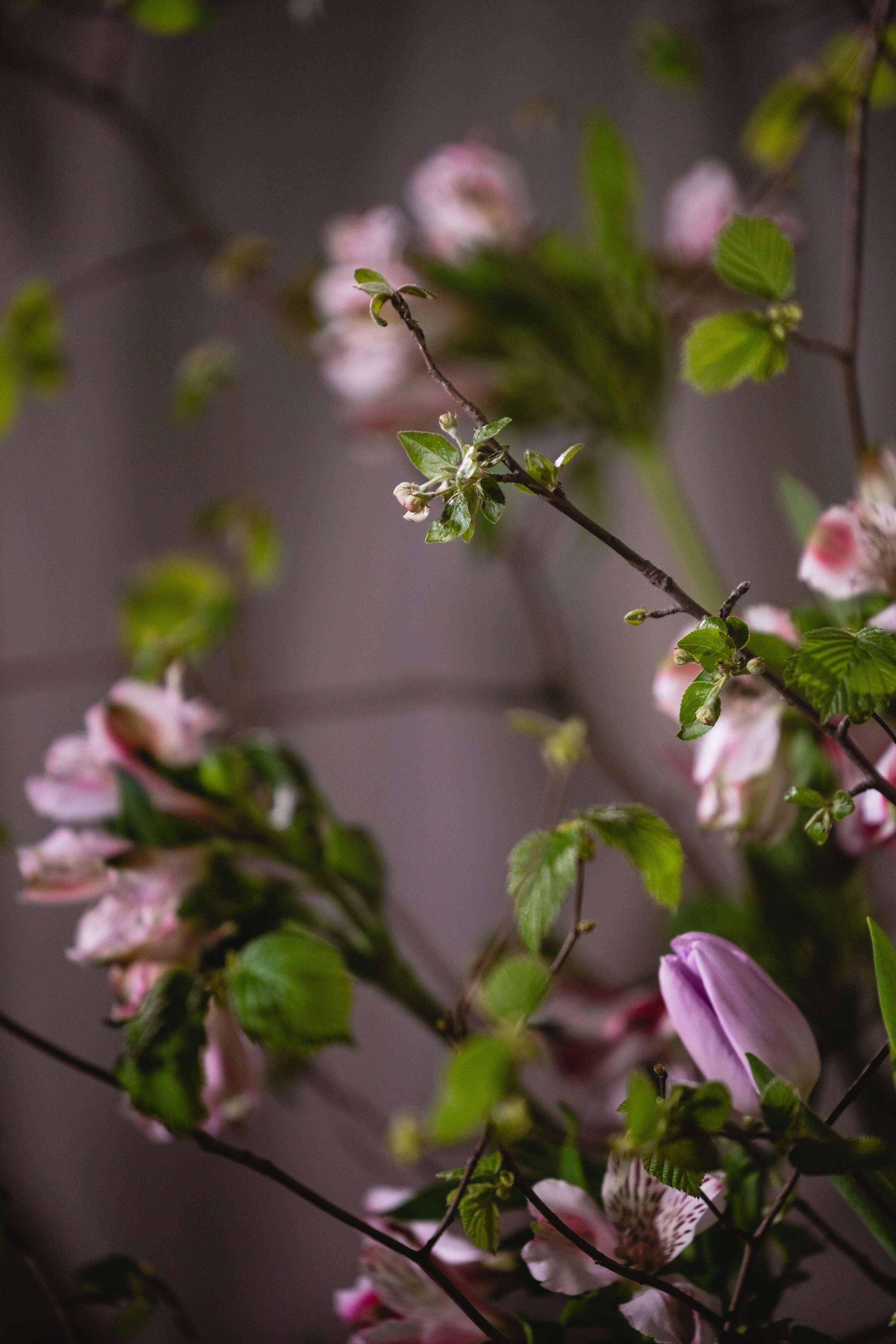 Весна в Москве (серия собирается). Свадебный и семейный фотограф и видеограф, Крым, Москва, Санкт -Петербург
