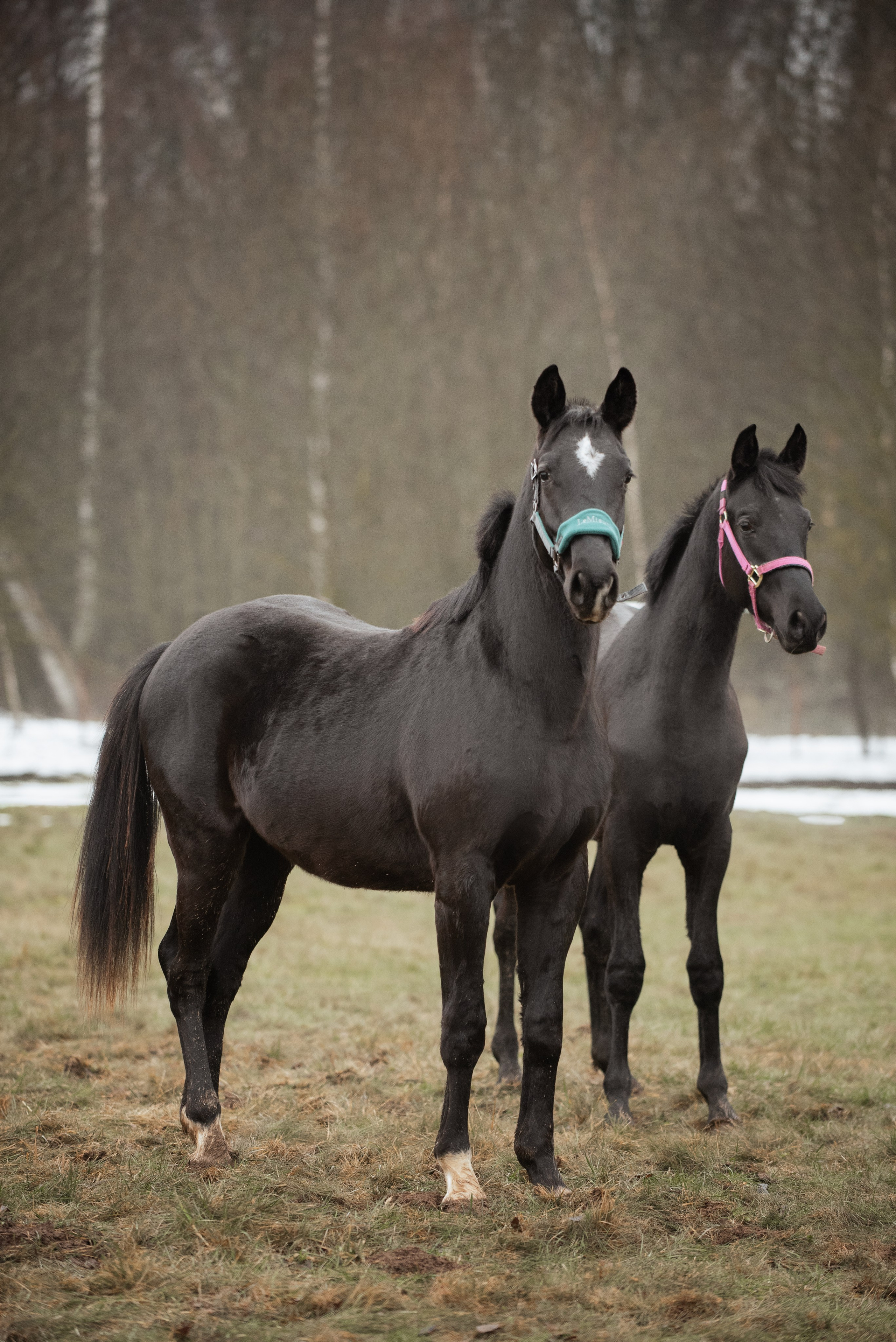 Мелкаши ЮНА. Куракина Дарья • Конный фотограф
