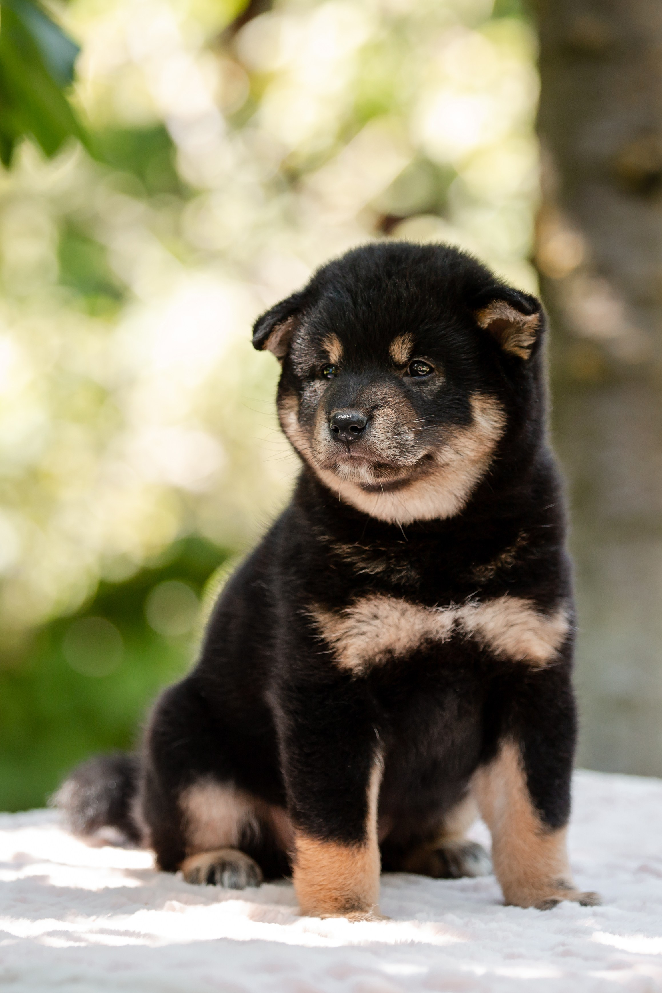 Фотосъёмка щенков. Фотограф-анималист в Краснодаре Маша Мельникова