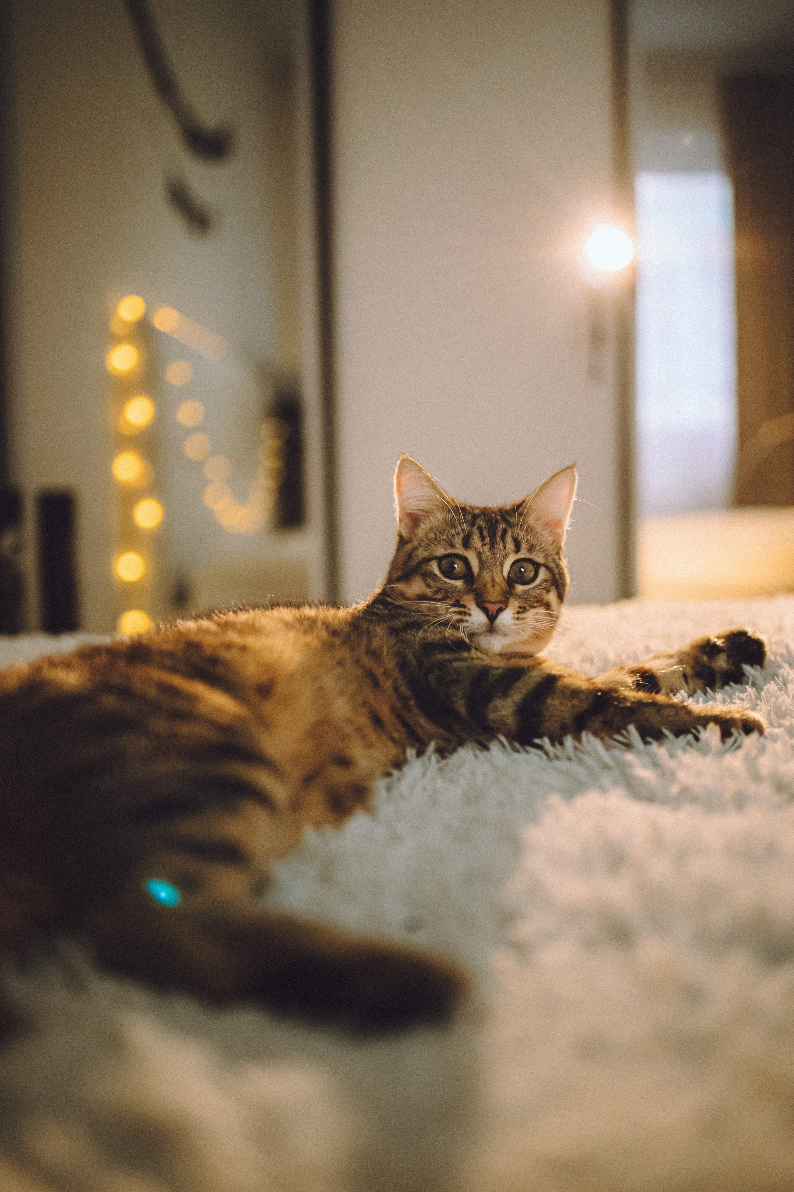 Лагранж и его семья