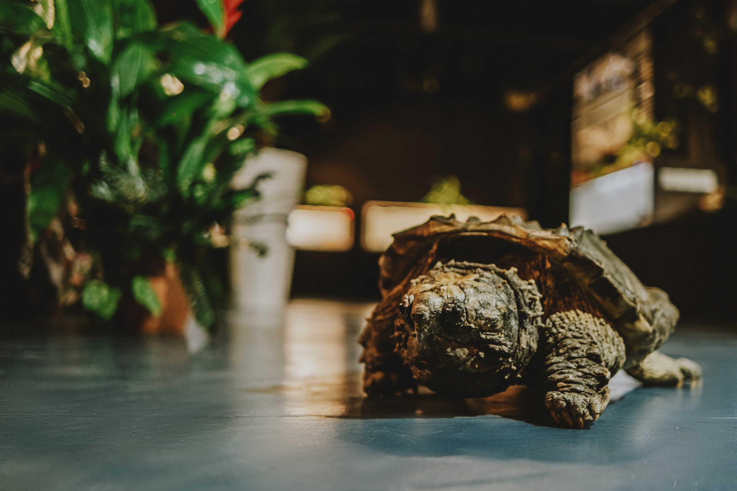 Дом Драконов. Nattie.ph