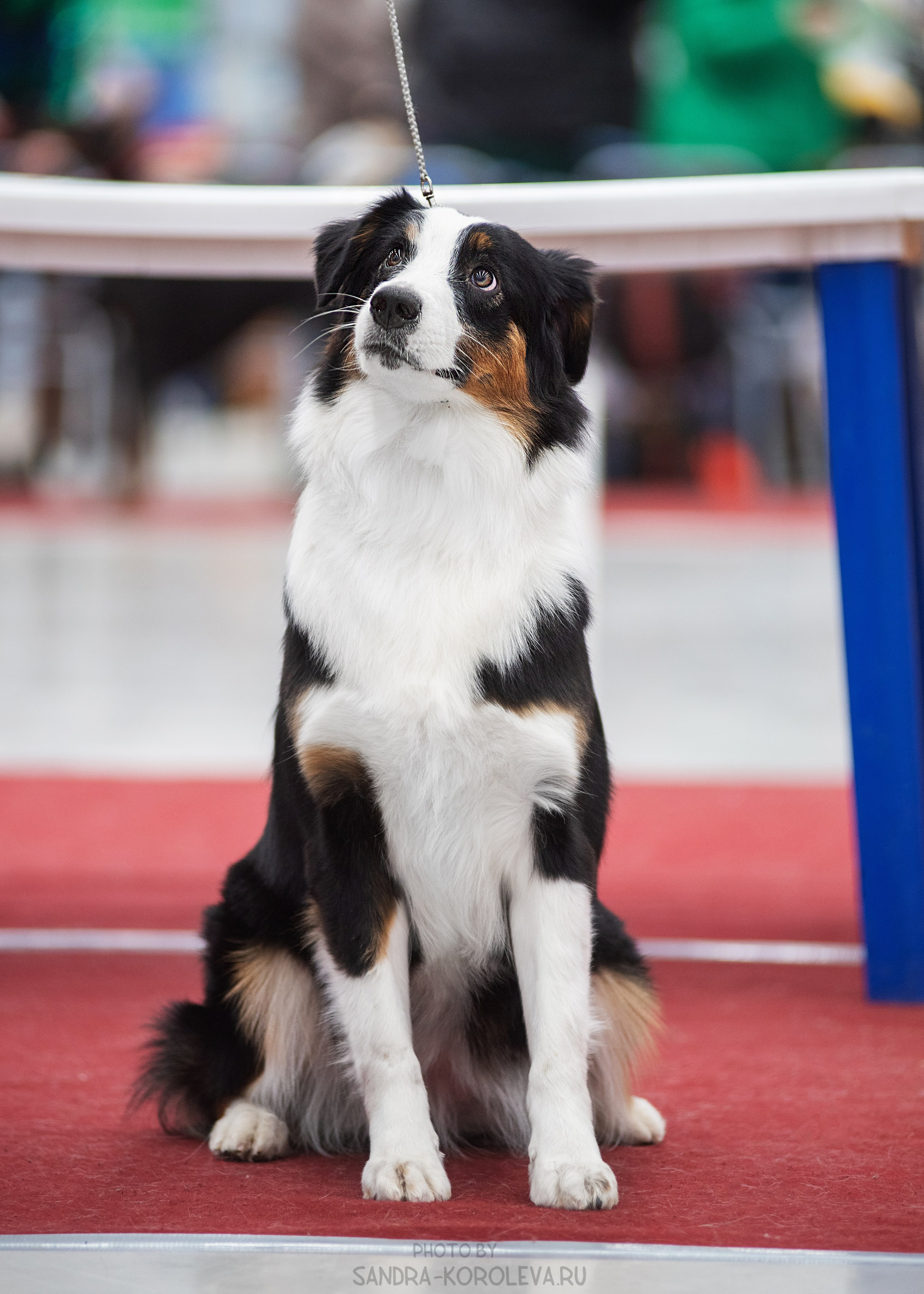Выставка собак тюмень 14.01.2023. Дог-фотограф в Тюмени Александра Королева