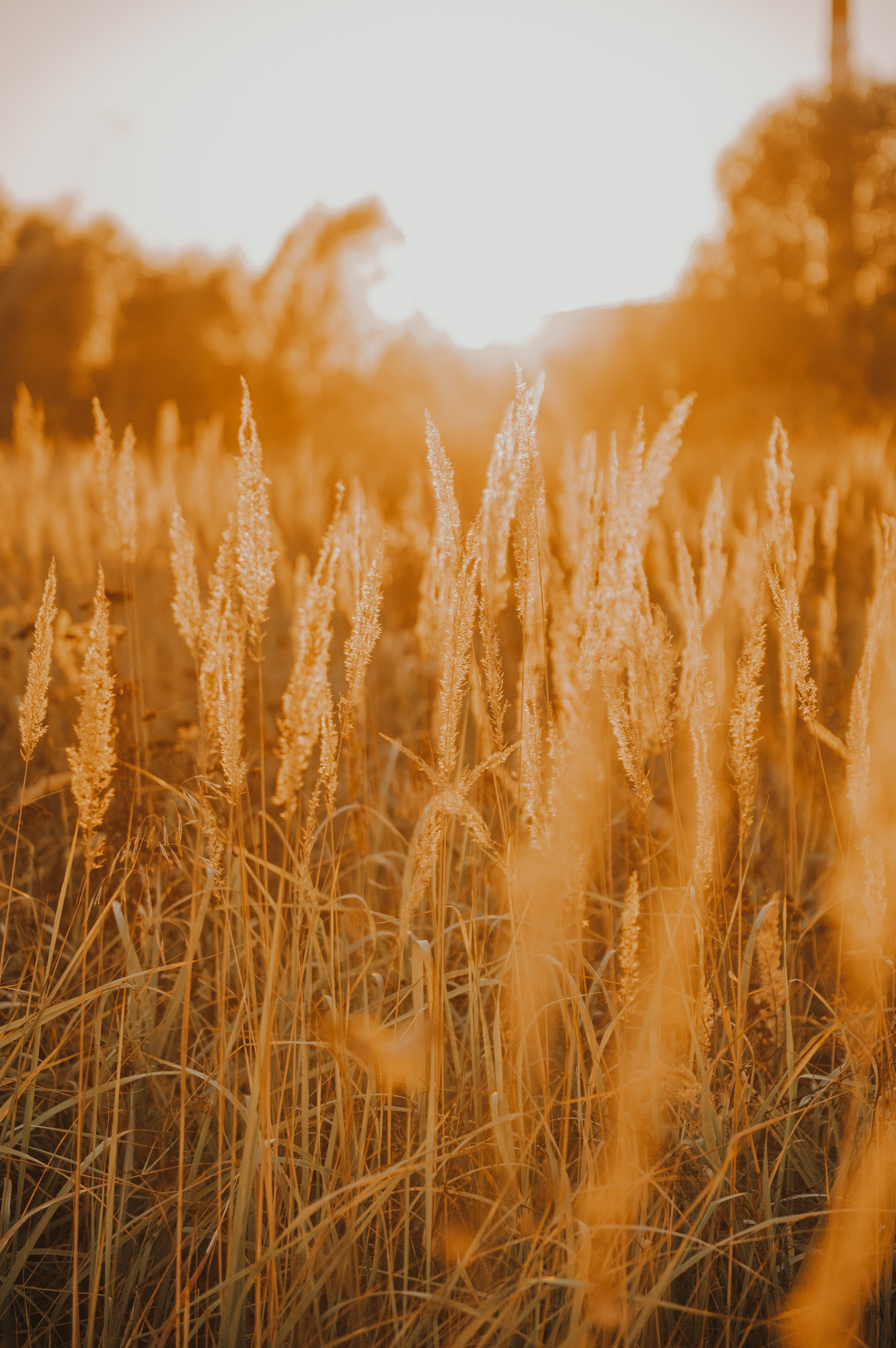 Таня и мопс Патрик (Мытищи, 2024). Анна Пушина, фотограф, Москва, Королев, Пушкино