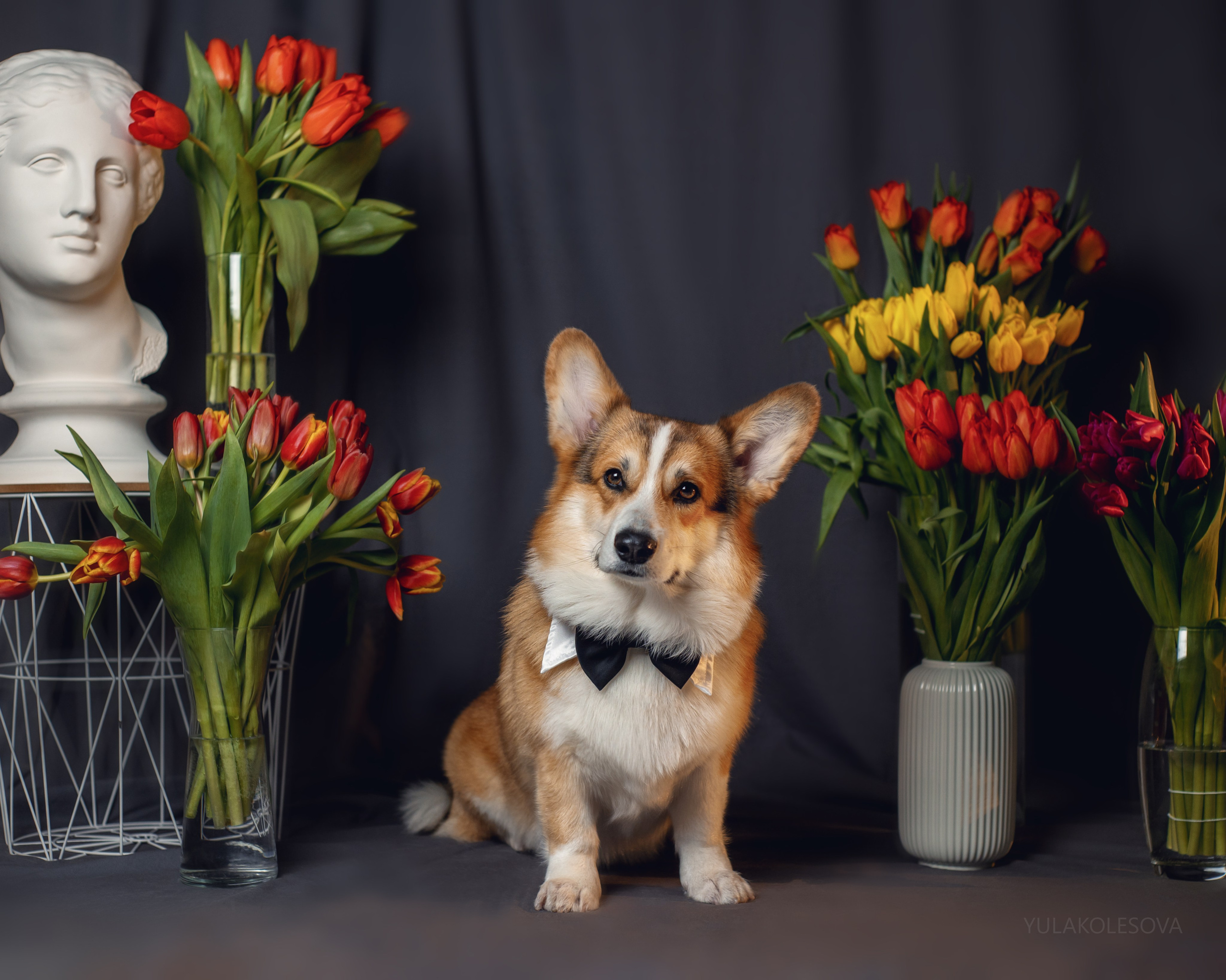 YULA KOLESOVA | Фотограф — Анималист | Художник | Тюмень