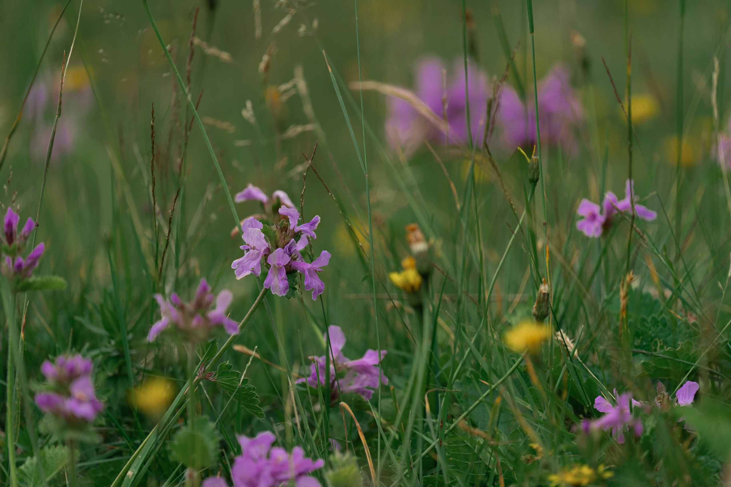 Психологический тренинг на озере Зеркальное. Репортажный фотограф в Красной Поляне и Сочи Павлюченко Екатерина