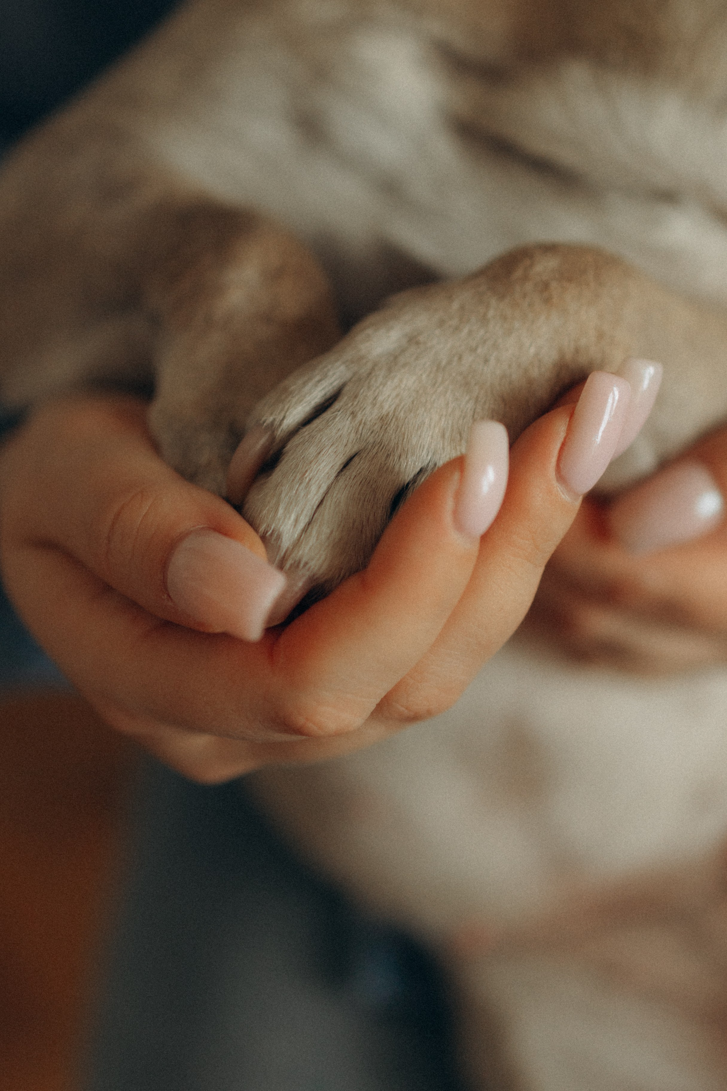 Зефирка, Булка и их Ро. Фотораф — анималист Мария Шистка