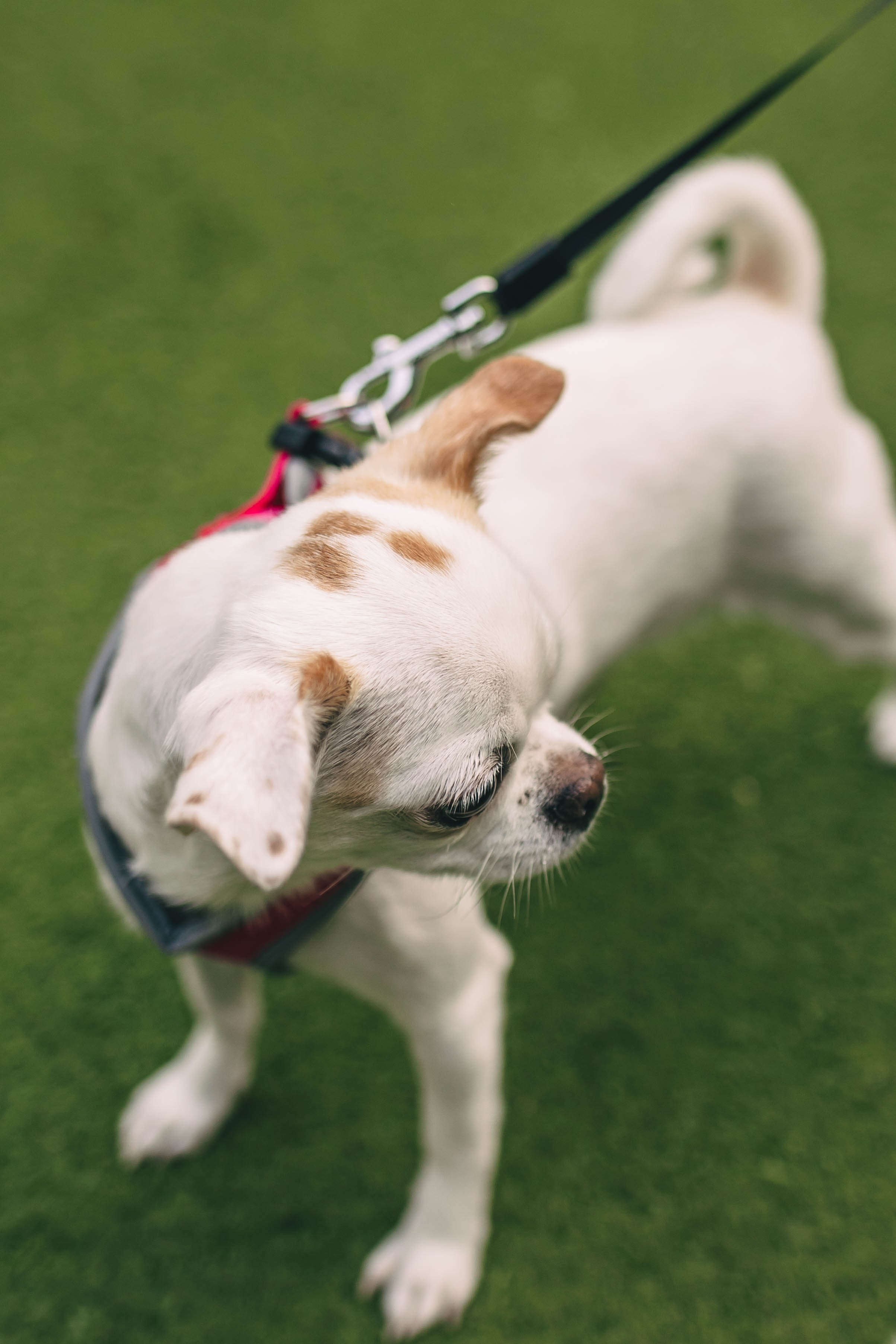 Pet-Party + Live-music |Парк Культуры. Фотограф в Ставрополе Алина Клочкова