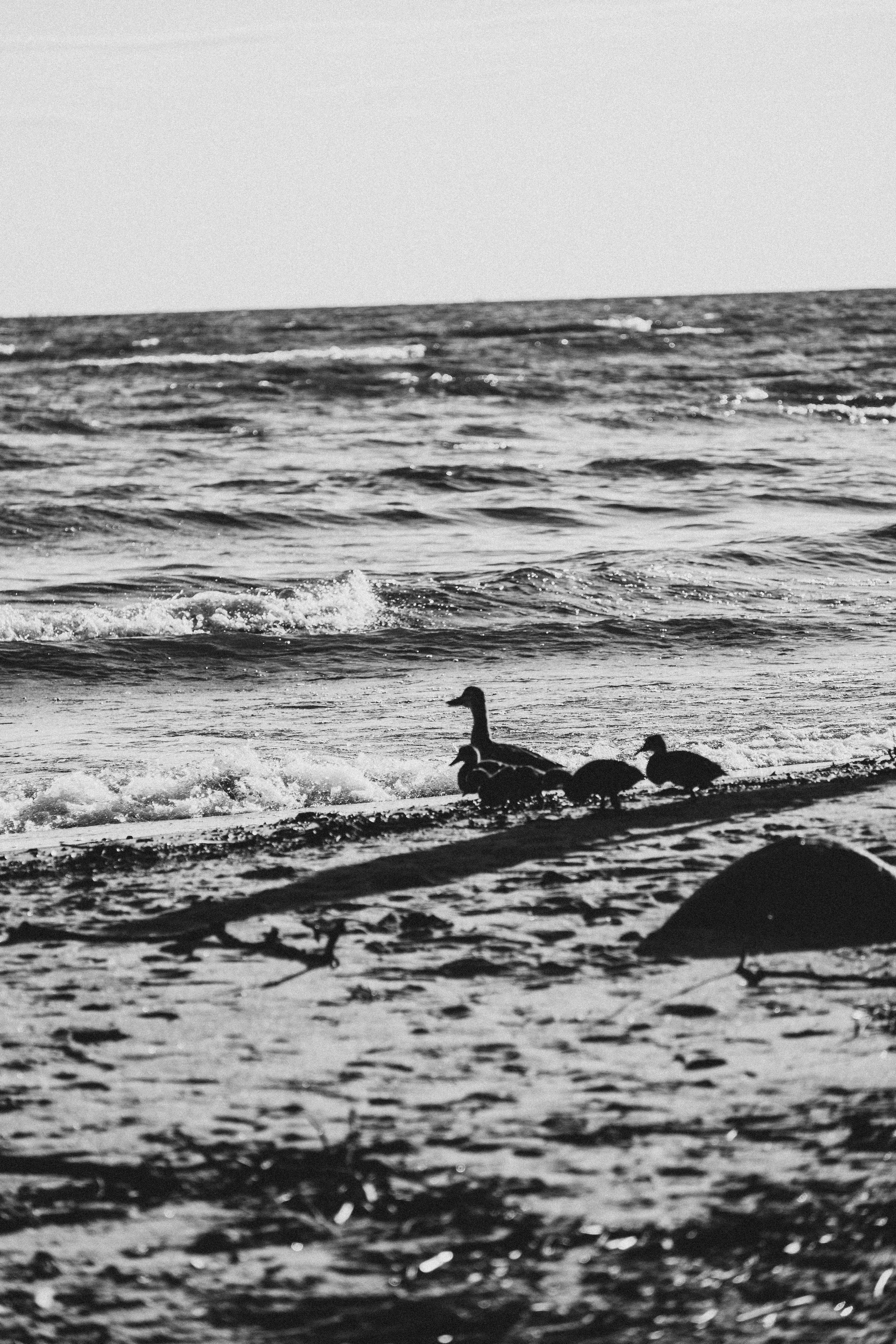 ПРОГУЛКА НА БЕРЕГУ ФИНСКОГО ЗАЛИВА. Профессиональный фотограф, Санкт-Петербург — Виктория Богомолова