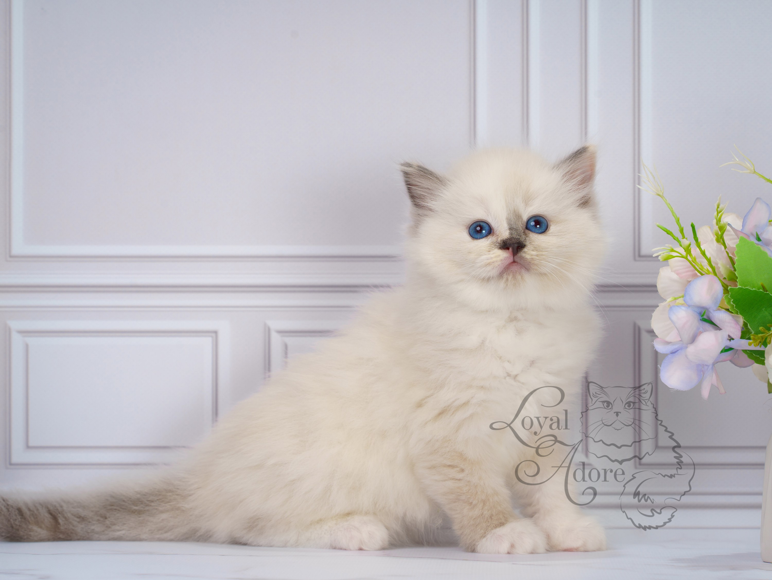 Котята рэгдолл от Loyal Adore. Питомник рэгдолл Loyal Adore