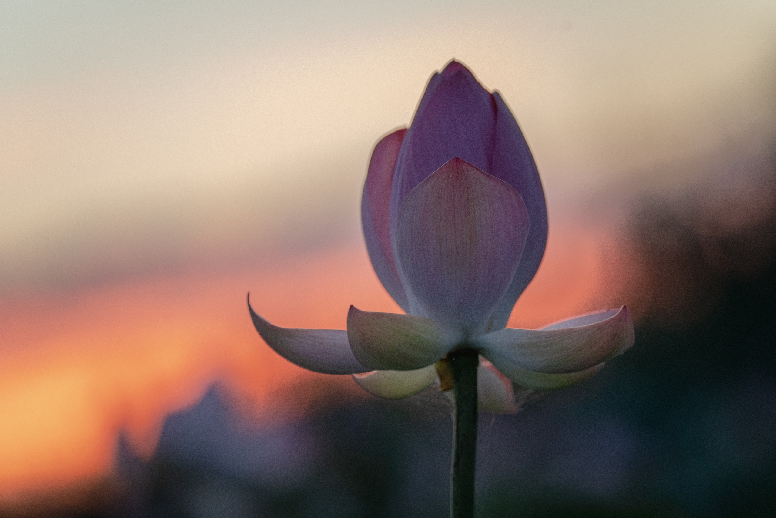 Золотые лотосы. Июль