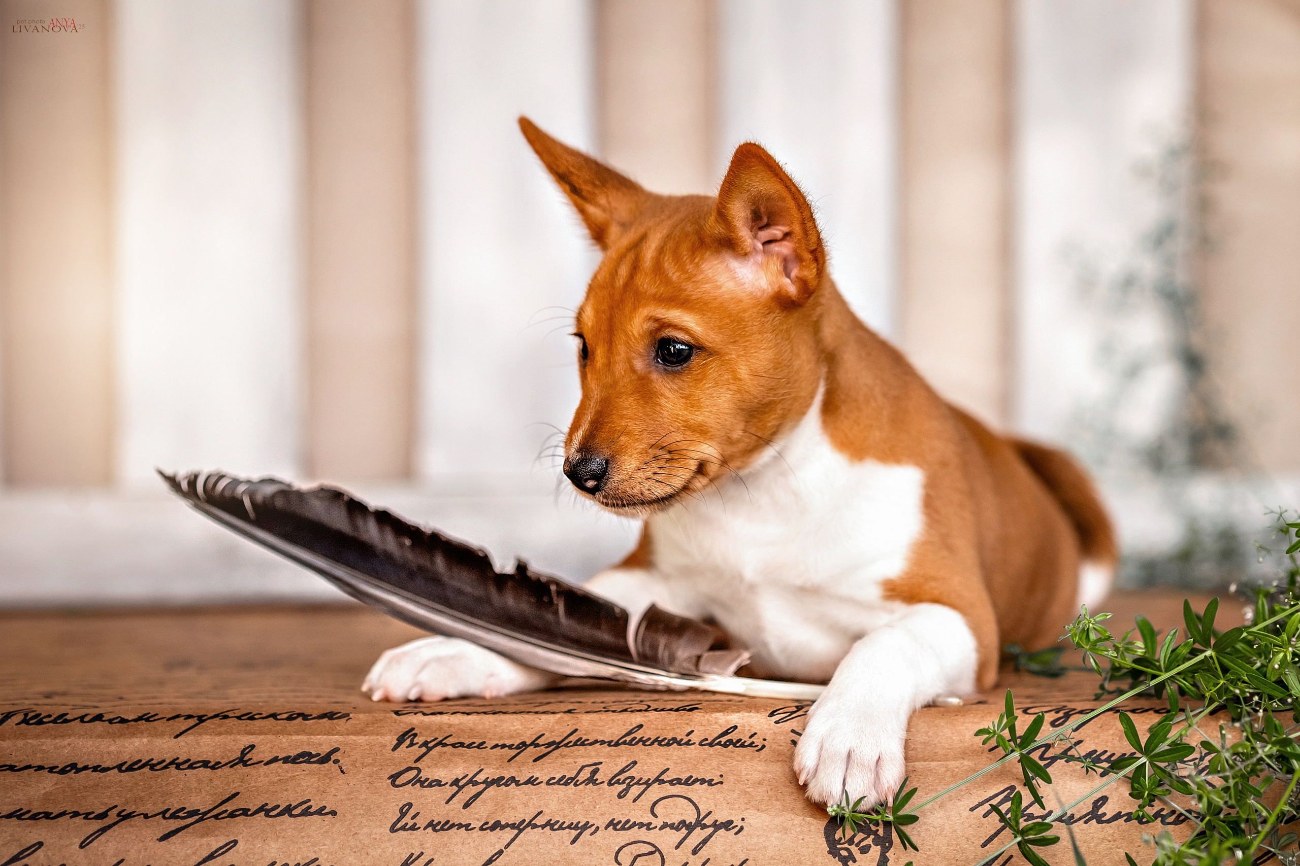 Басенджи. Фотограф анималист Аня Ливанова | Рыбинск