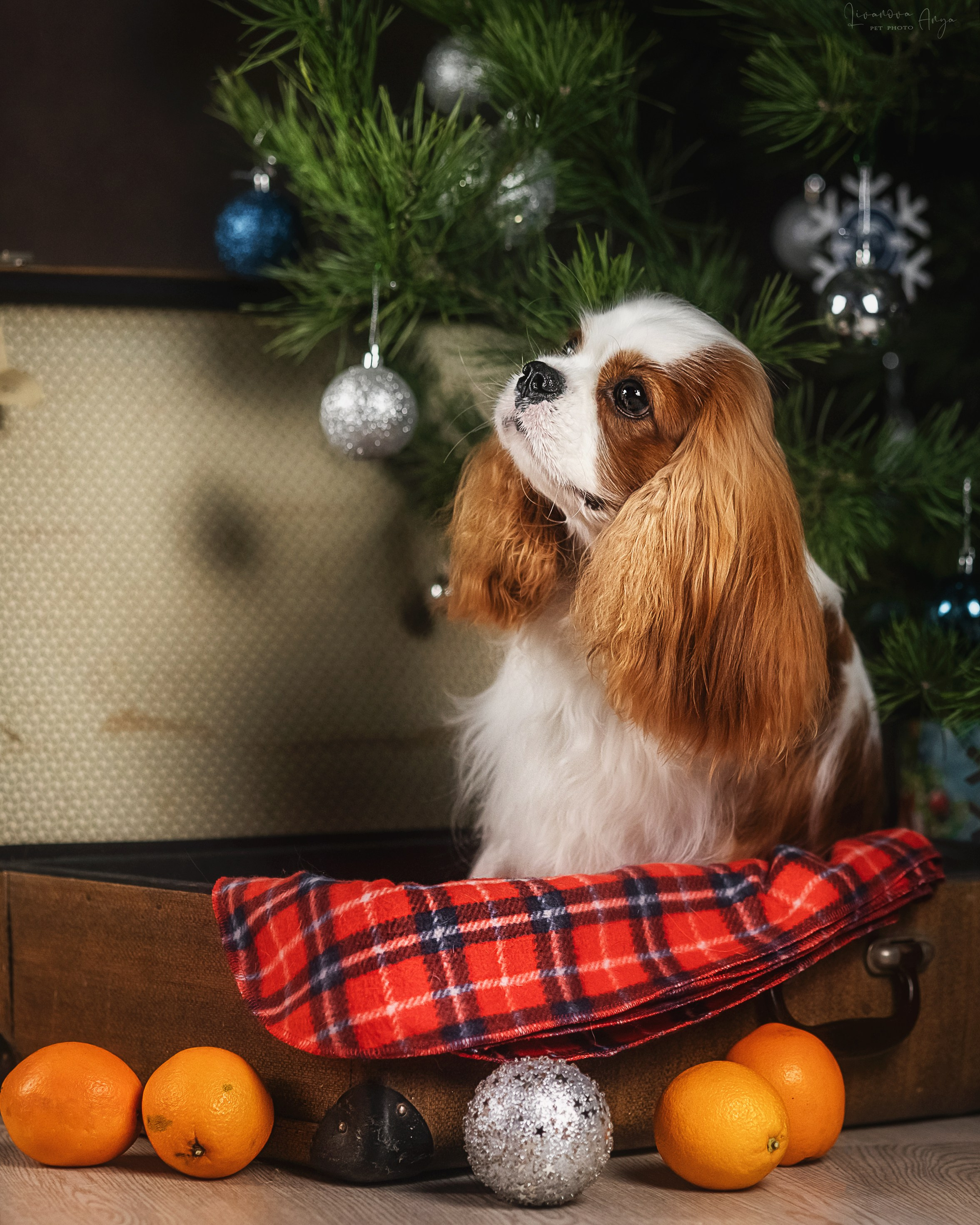 Фотодень_1 2025. Фотограф анималист Аня Ливанова | Рыбинск