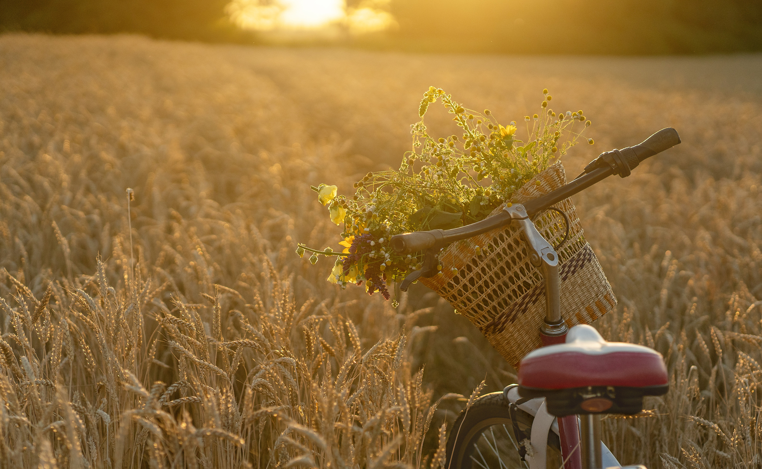 Закат в пшеничном поле. Виктория. Лариса Коновалова — портретный фотограф (Майкоп, Краснодар)