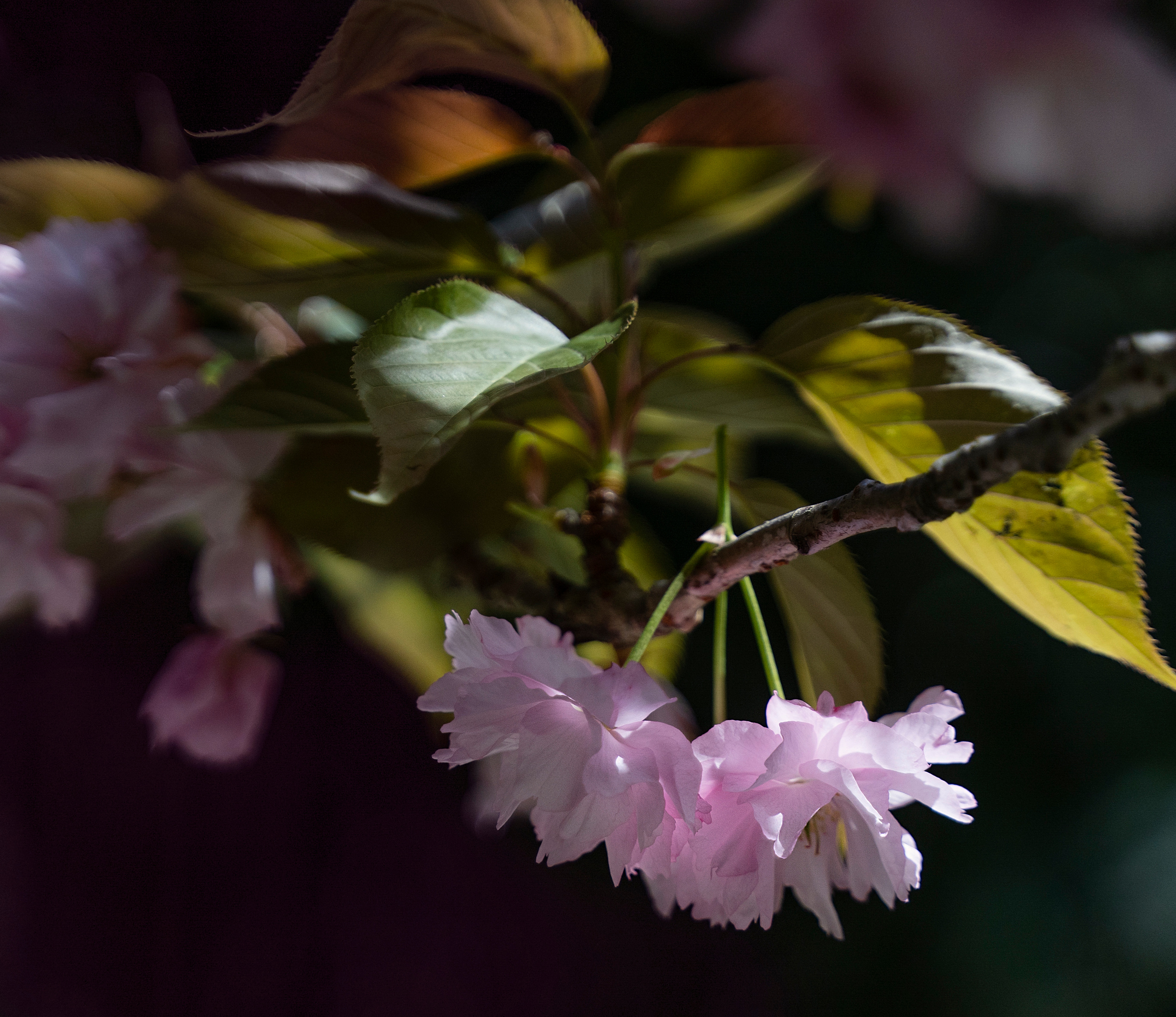 Цветок сакуры. Адлер. Апрель. Парк Южные культуры.