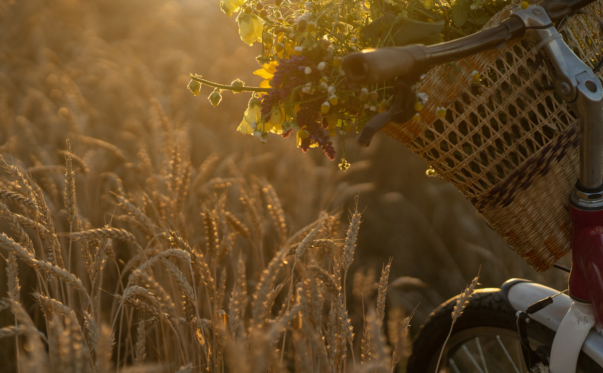 Закат в пшеничном поле. Виктория. Лариса Коновалова — портретный фотограф (Майкоп, Краснодар)