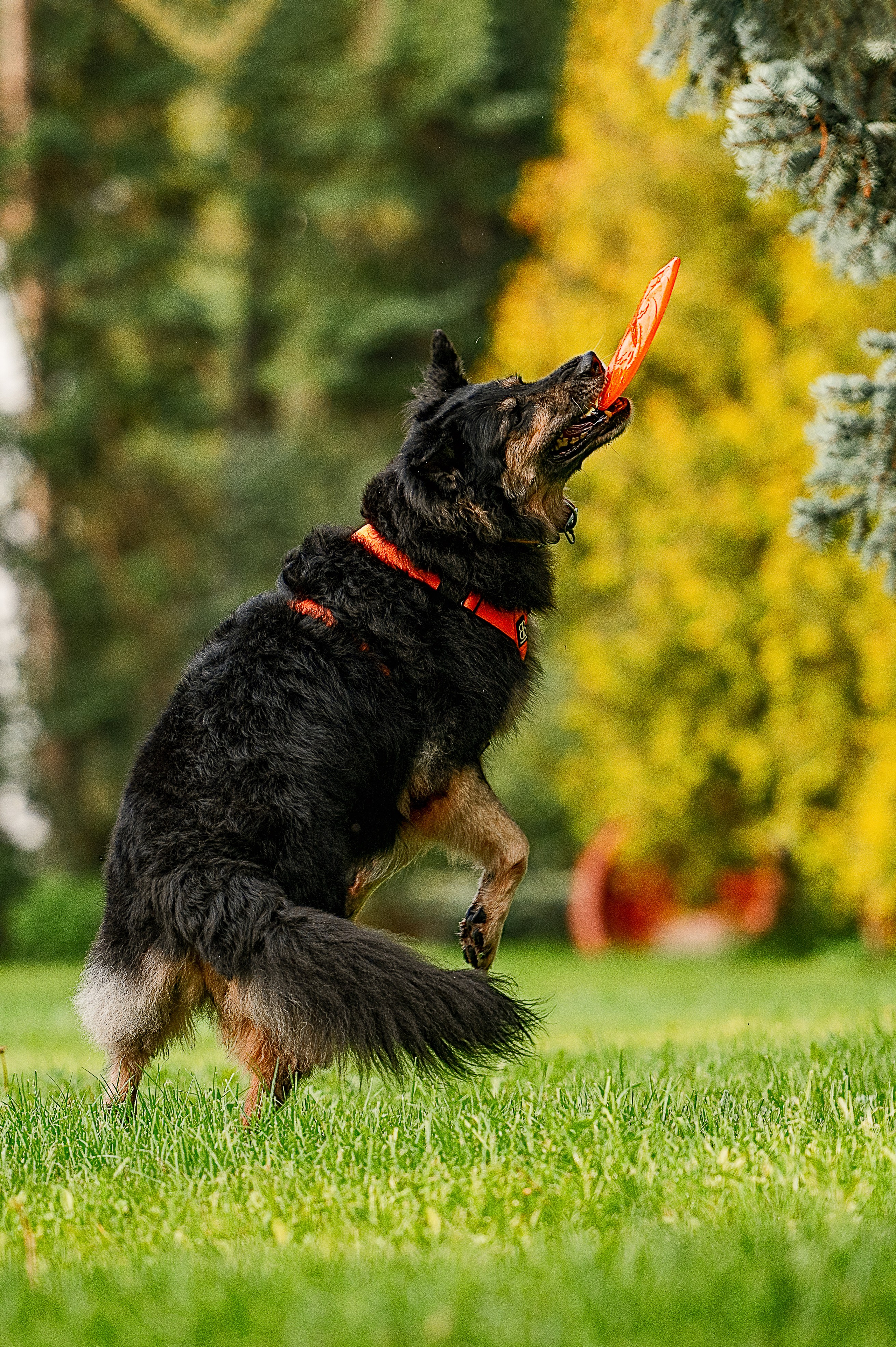 Алиса на ВДНХ. Фотограф-анималист