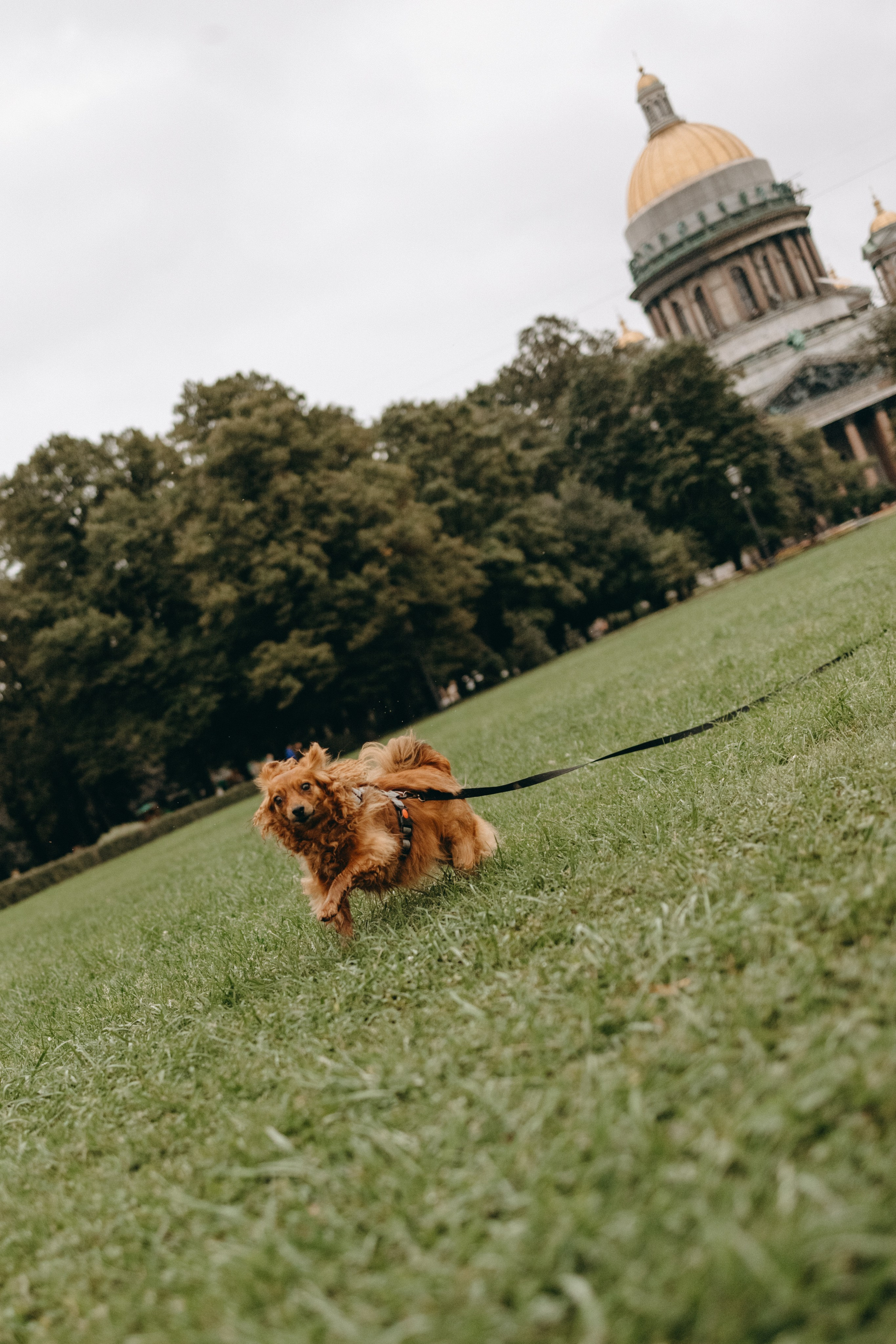 Жу и ее семья. Фотограф — Анималист | Санкт-Петербург