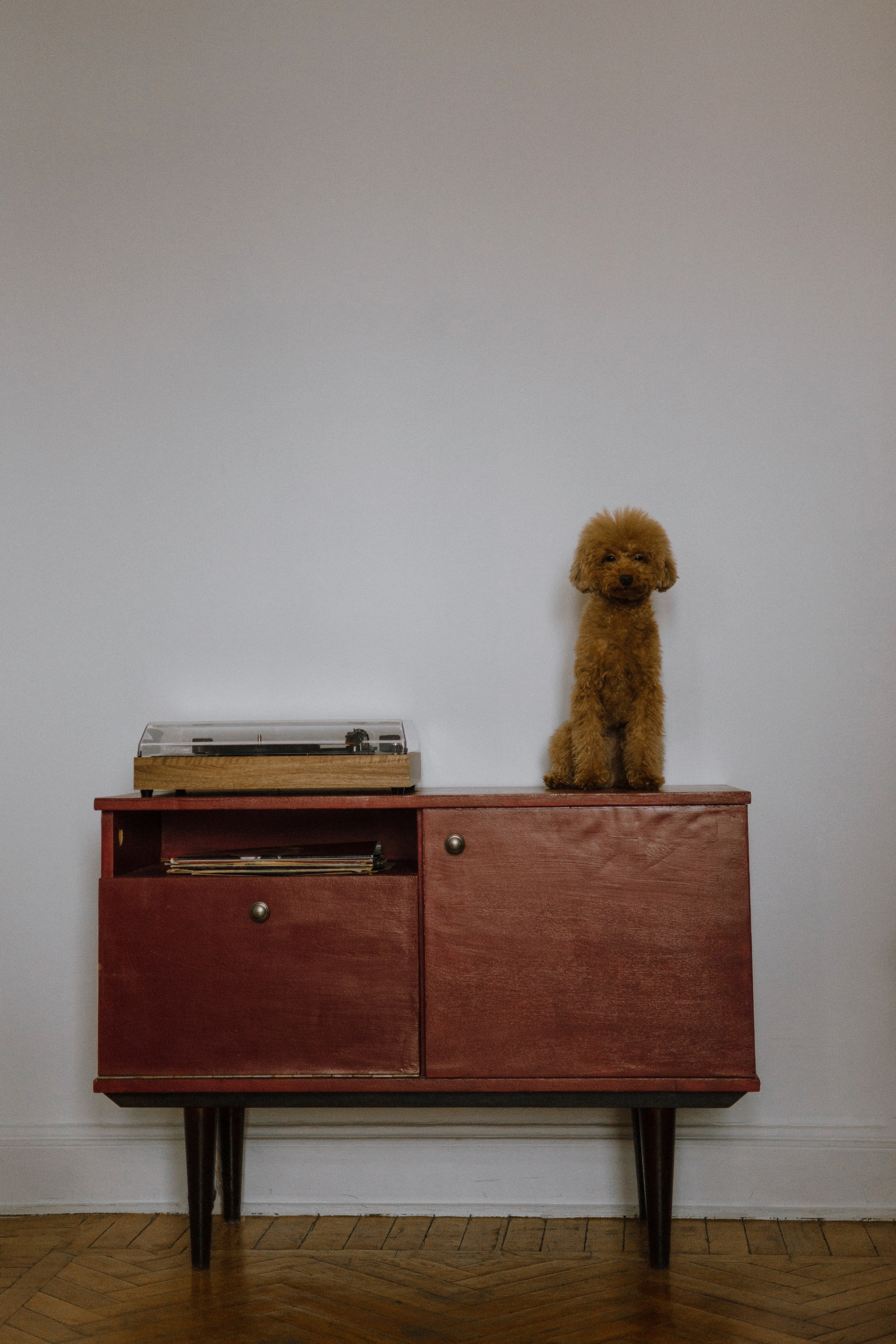 Маша, Одди и Нэвил. Фотограф-анималист Богданова Полина